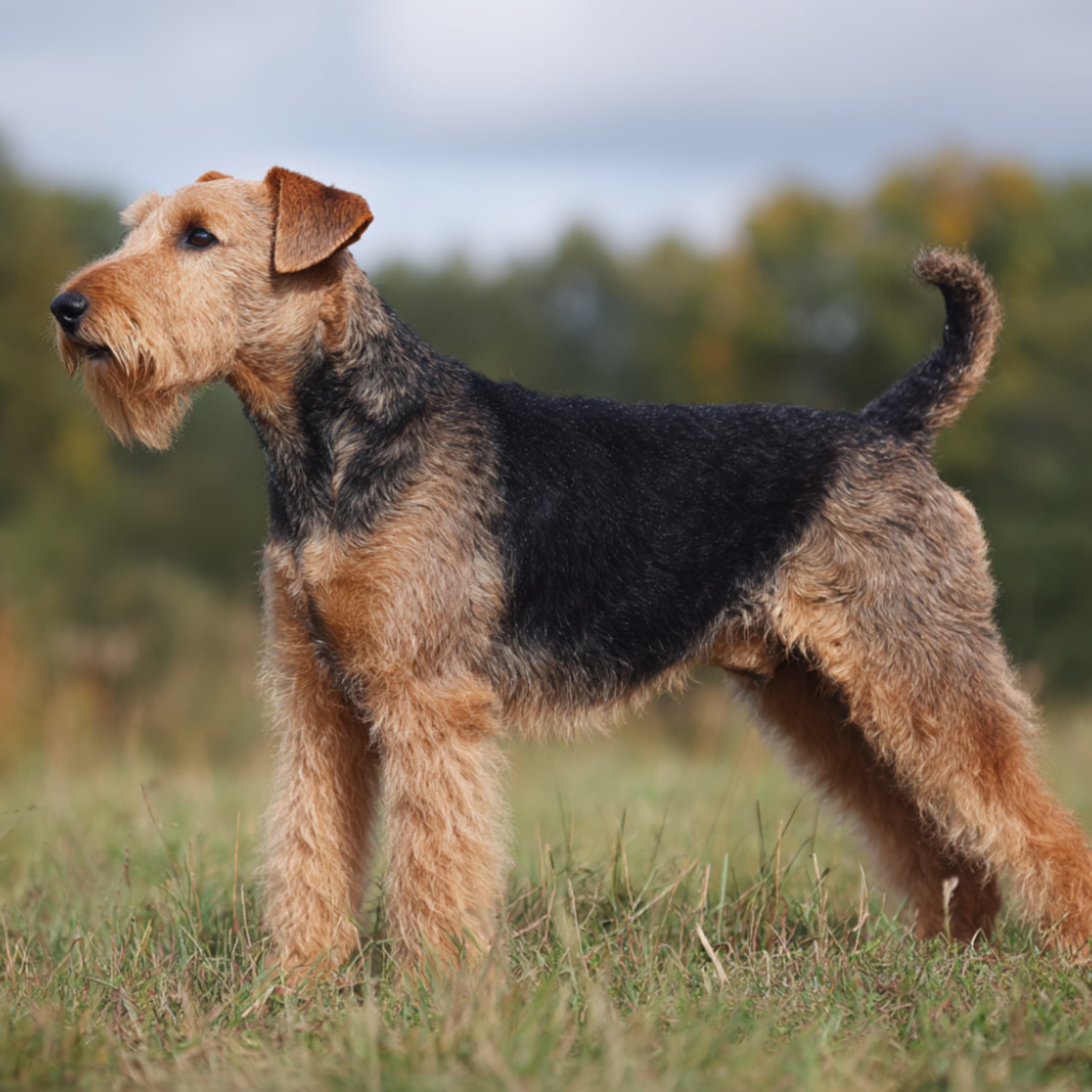 Welsh terrier