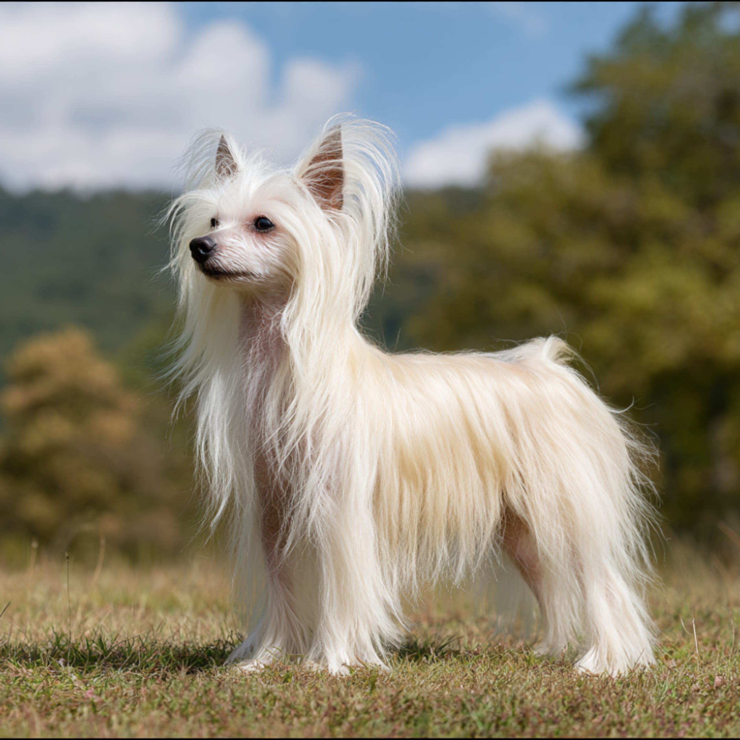 Chinese crested
