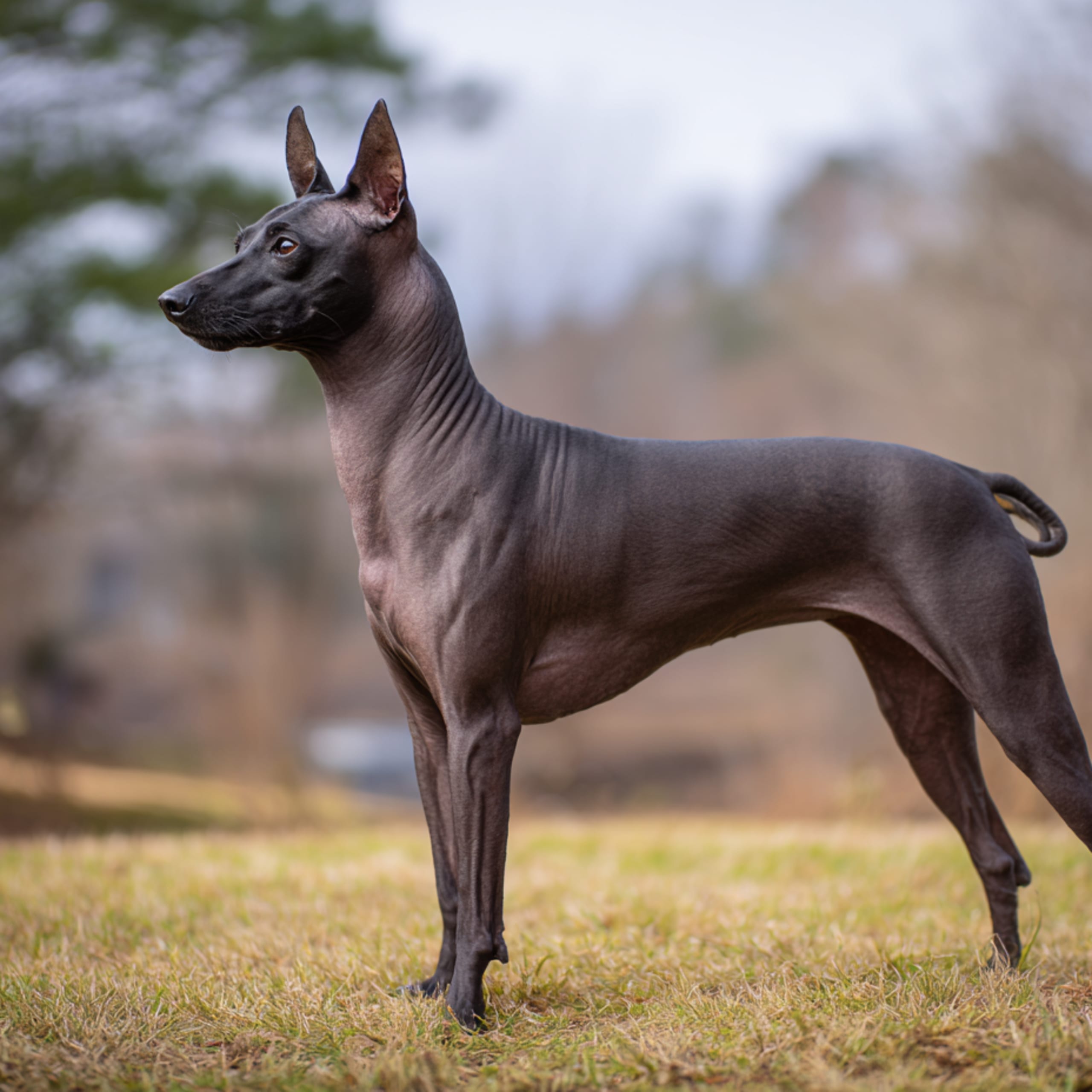 Xoloitzcuintle