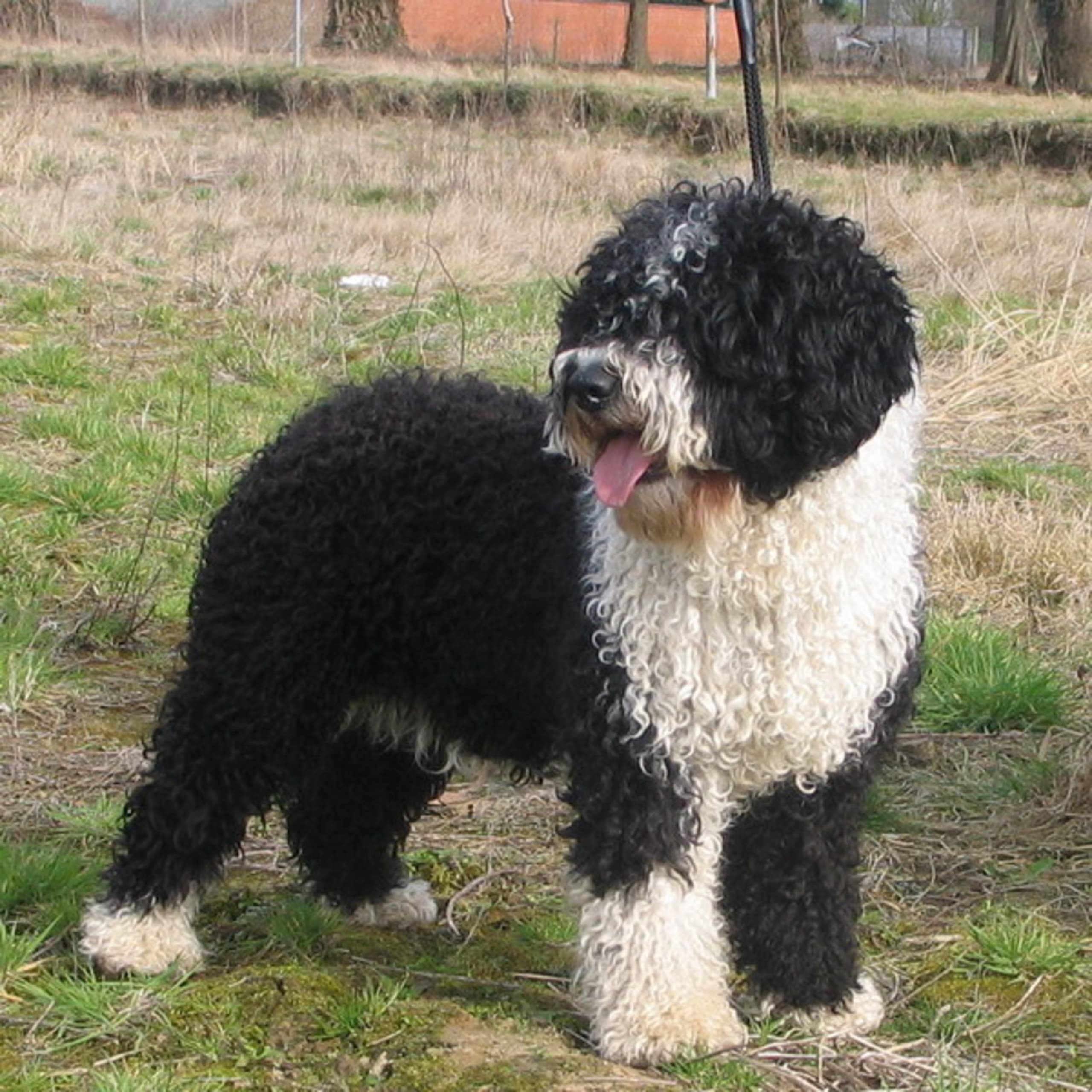 Perro de Agua Espanol