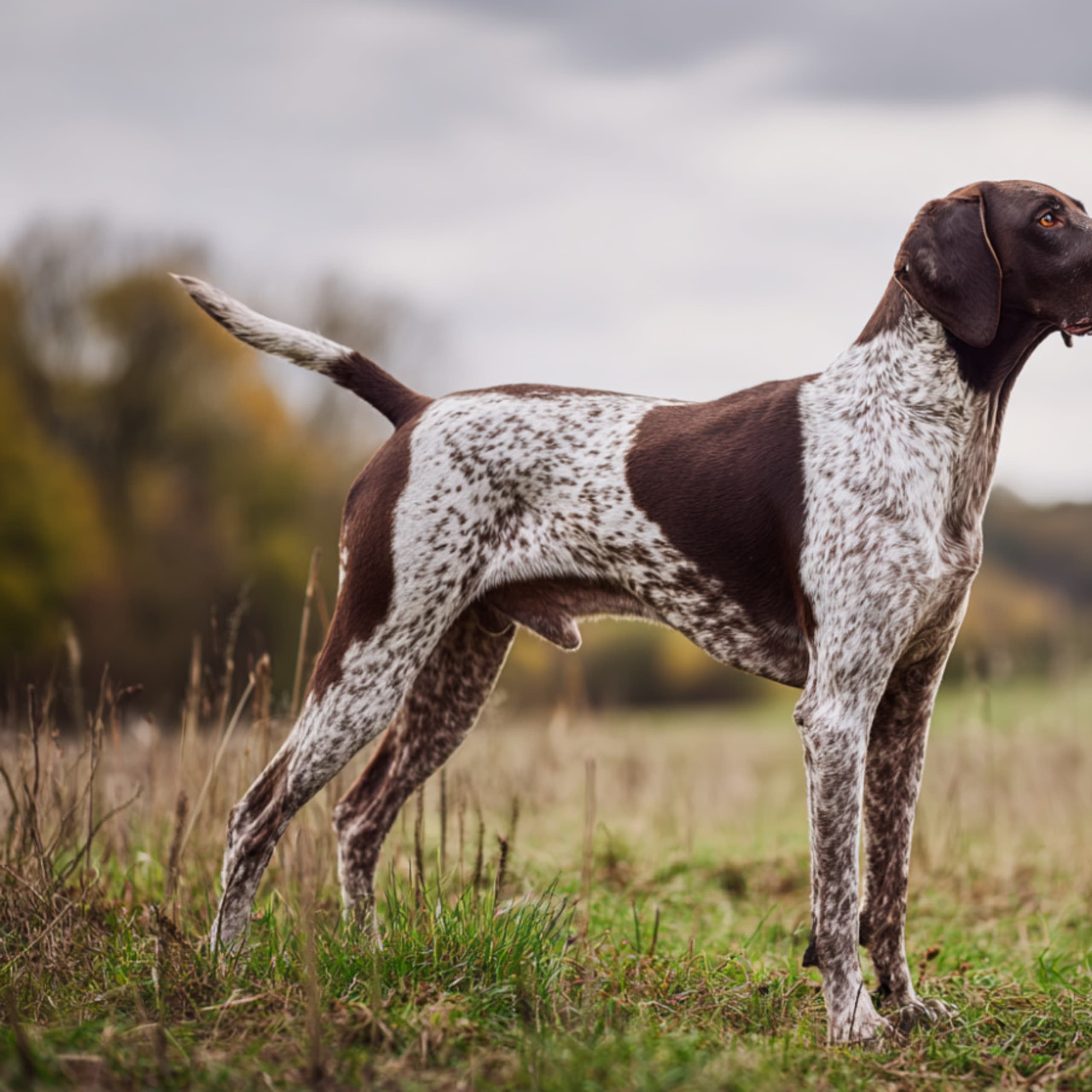 Pointer