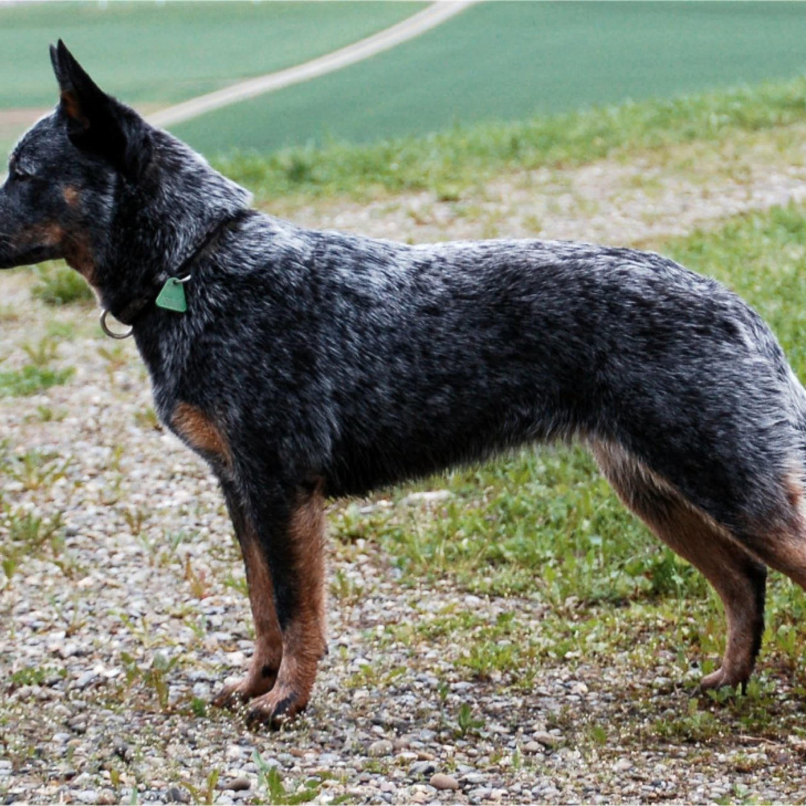 Australian cattledog