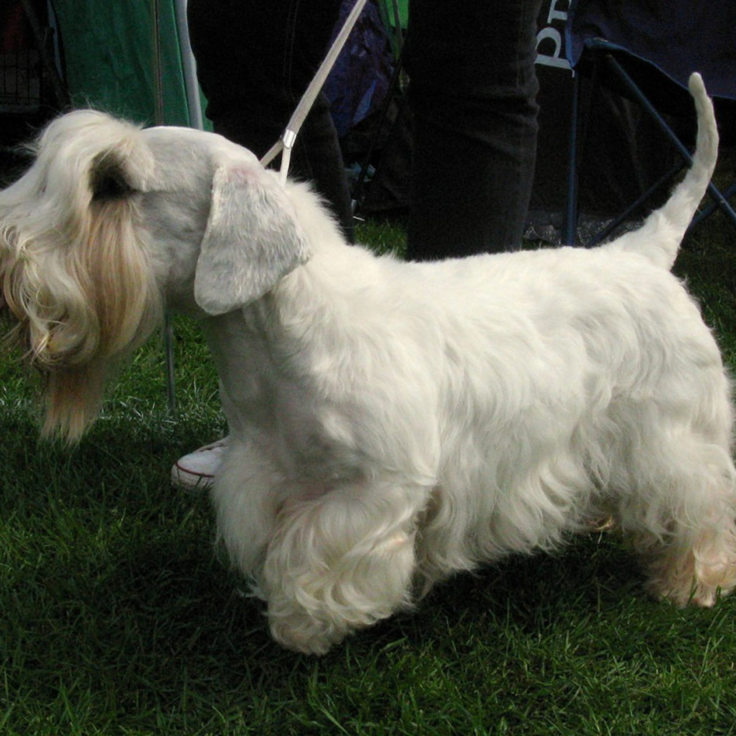 Sealyhamterrier