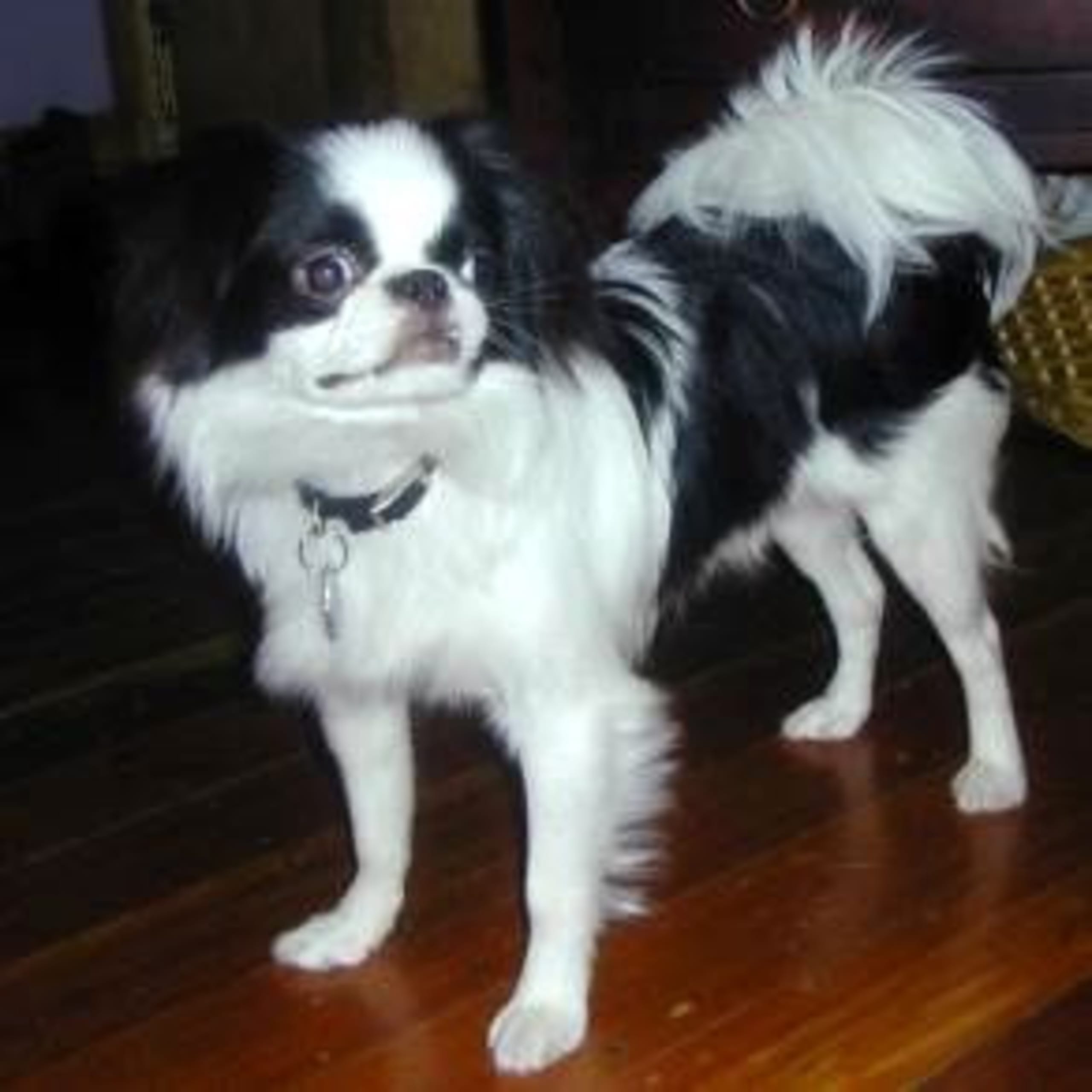 Japanese chin