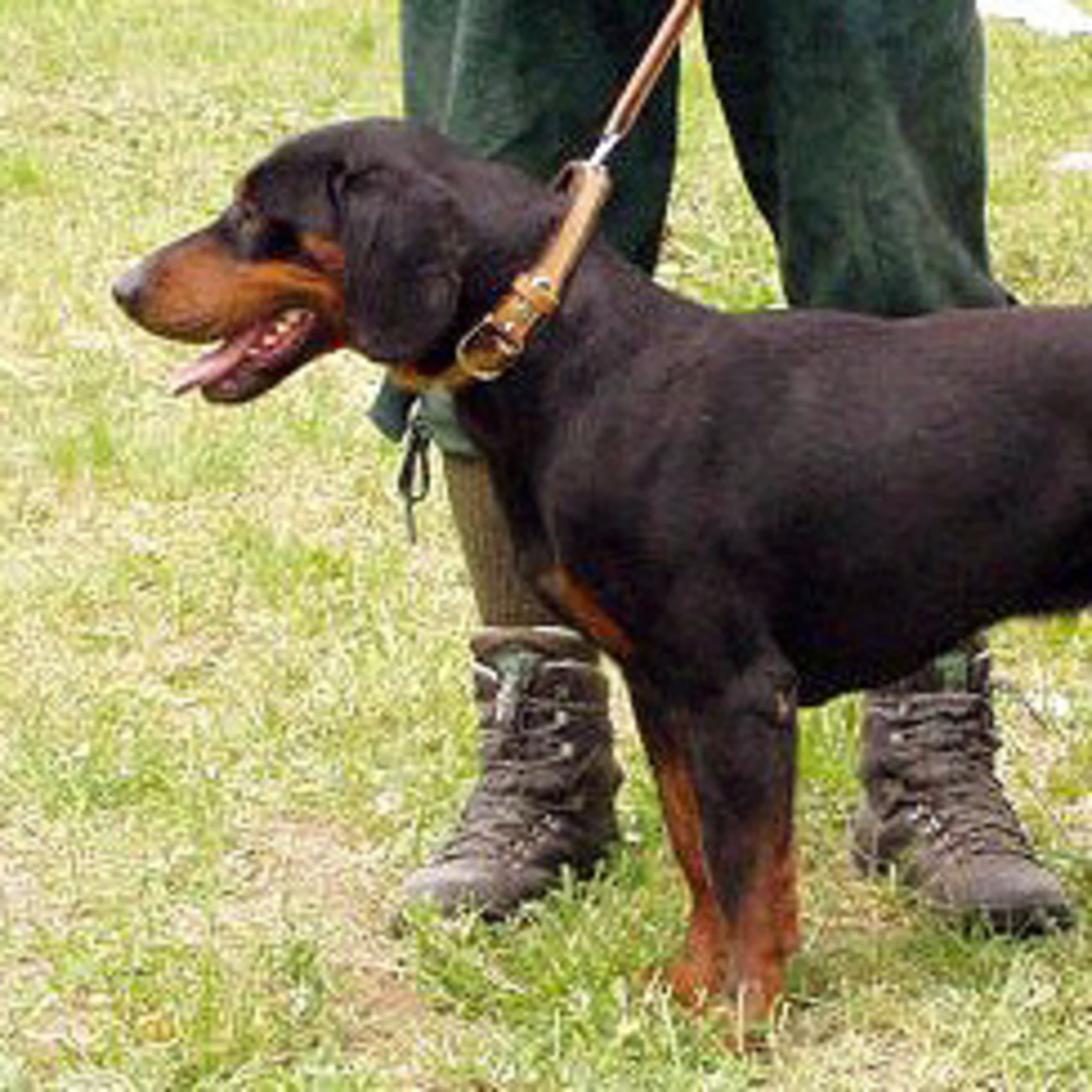 Slovenský kopov