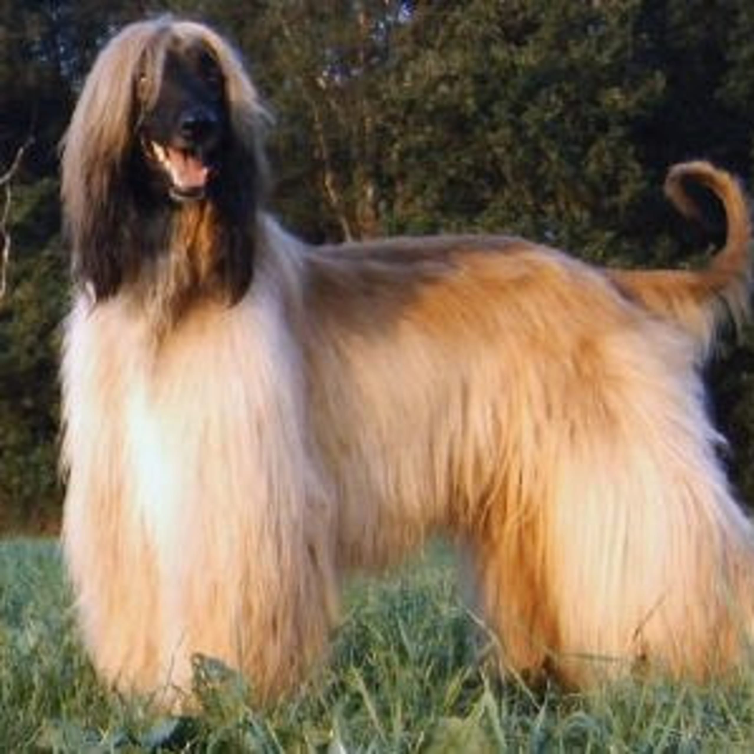 Afghanhund