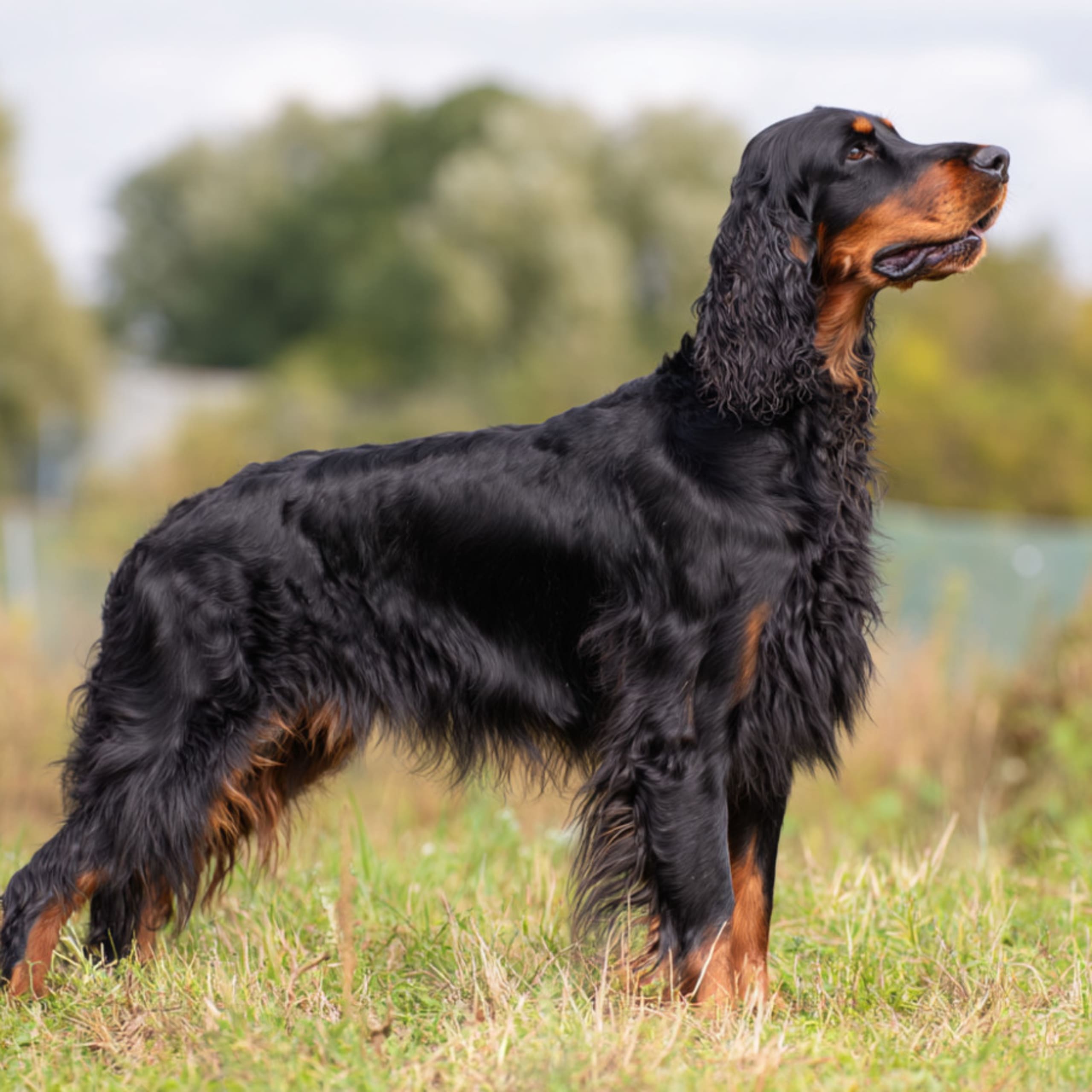 Gordonsetter