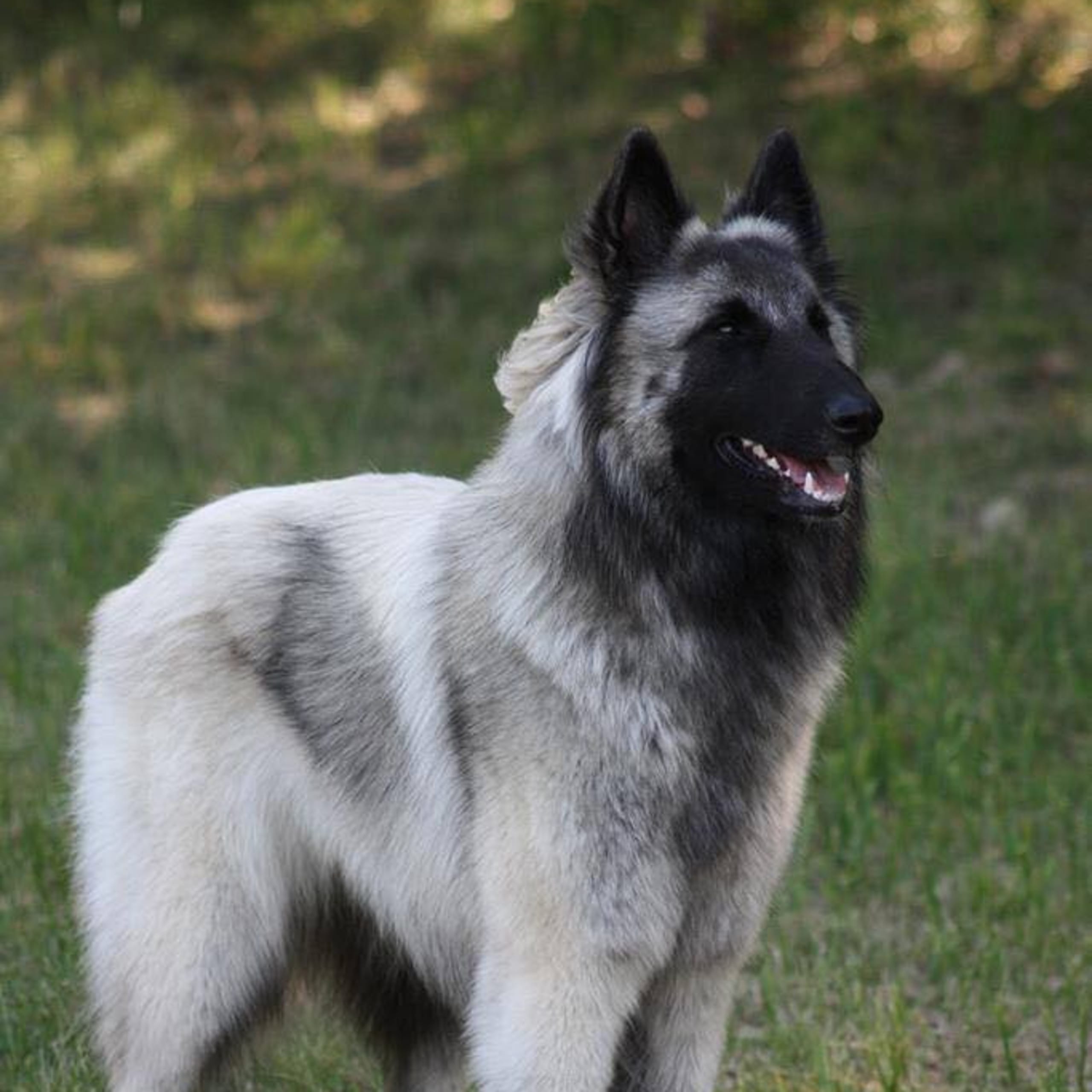 Belgisk vallhund – Tervueren