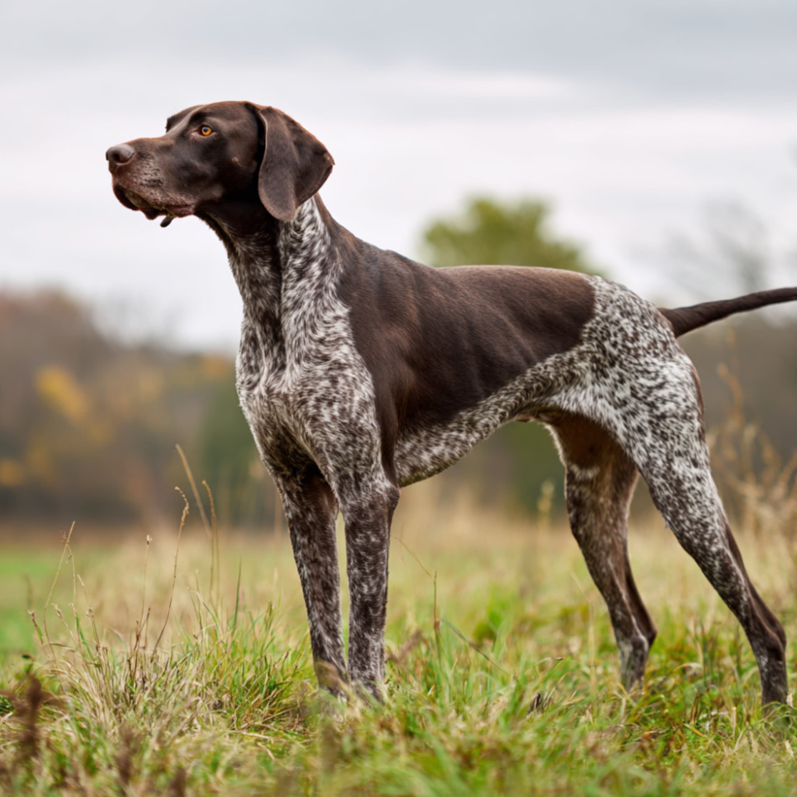 Vorstehhund