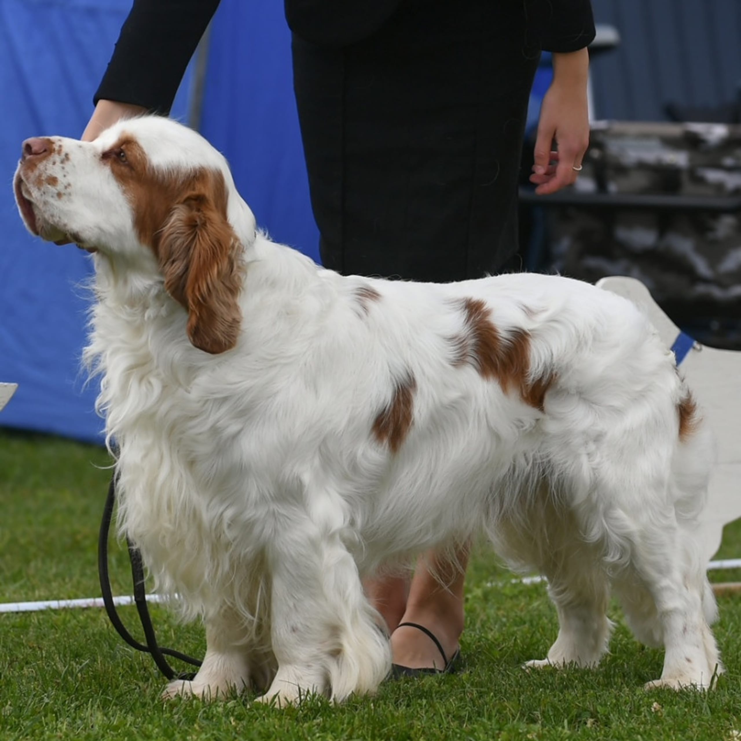 Clumber spaniel