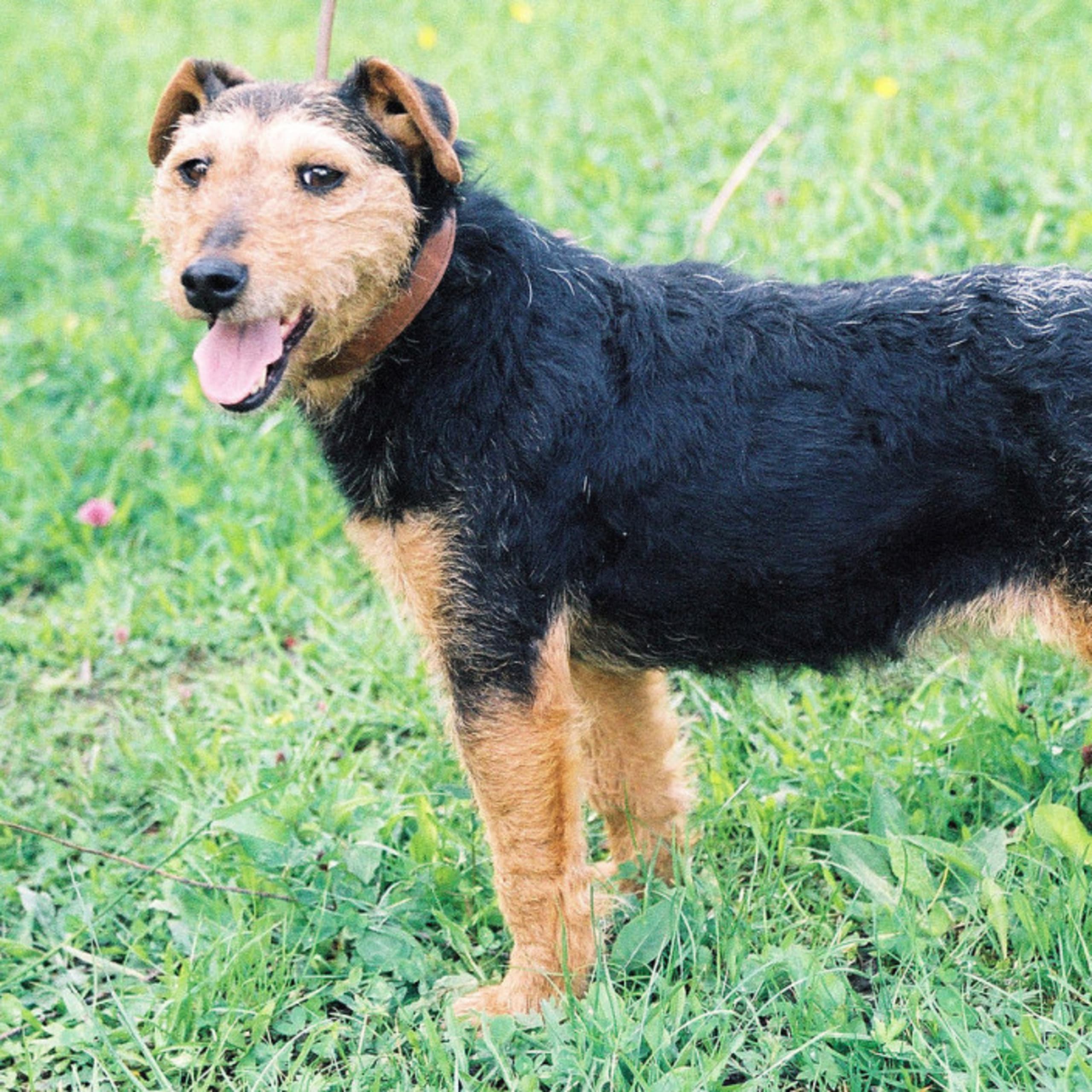 Tysk jaktterrier