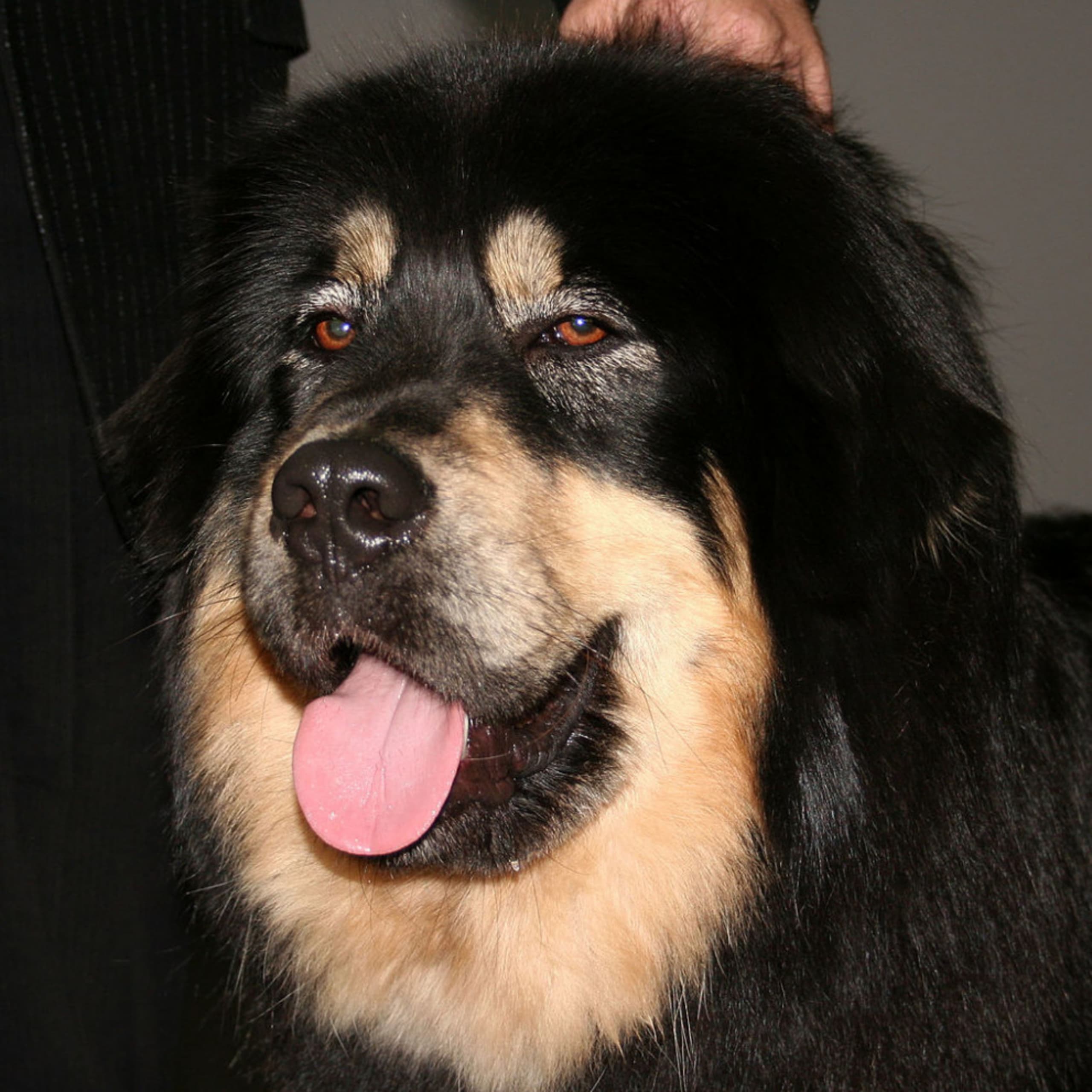 Tibetansk mastiff
