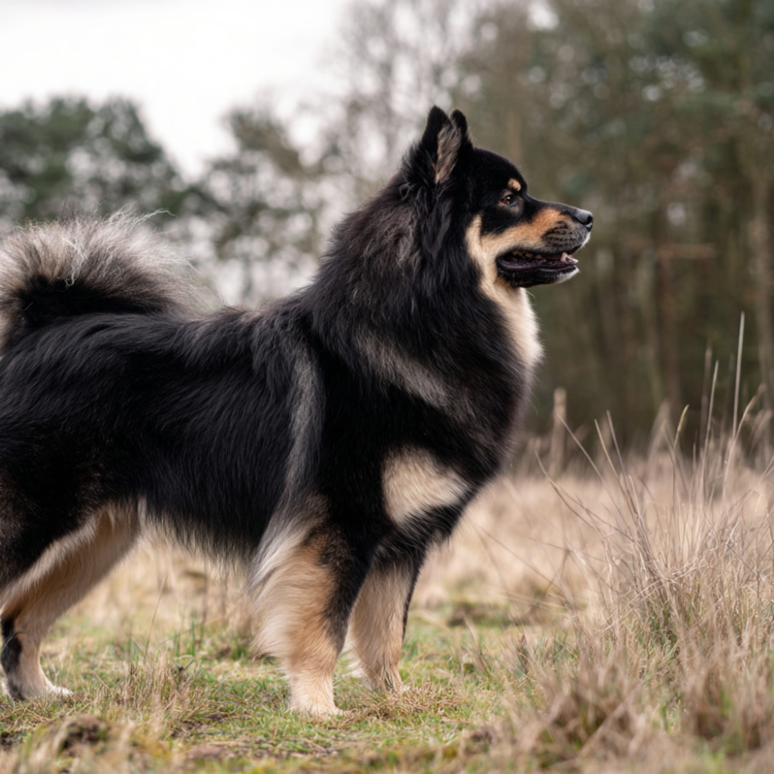 Svensk lapphund