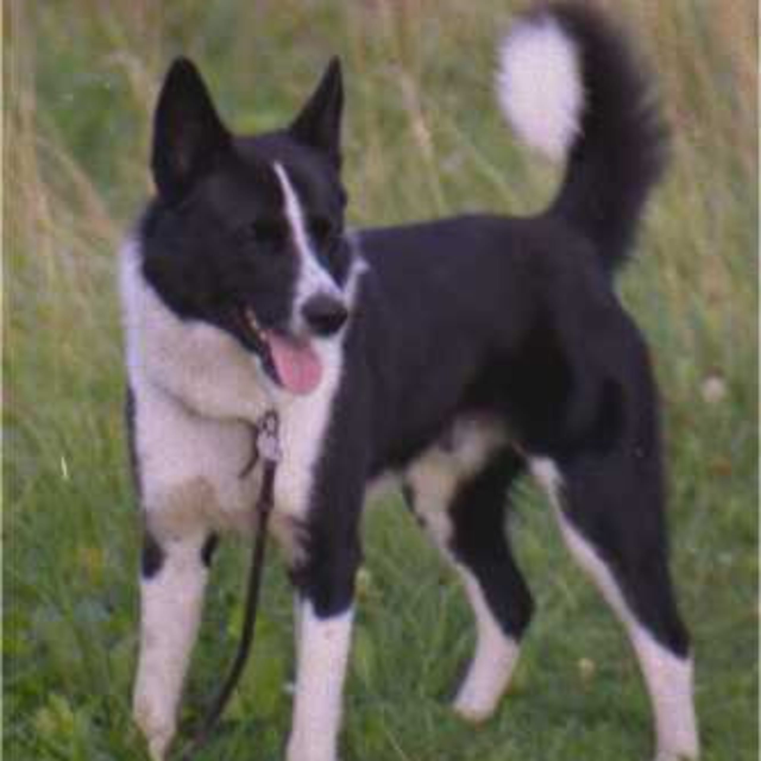 Karelsk björnhund