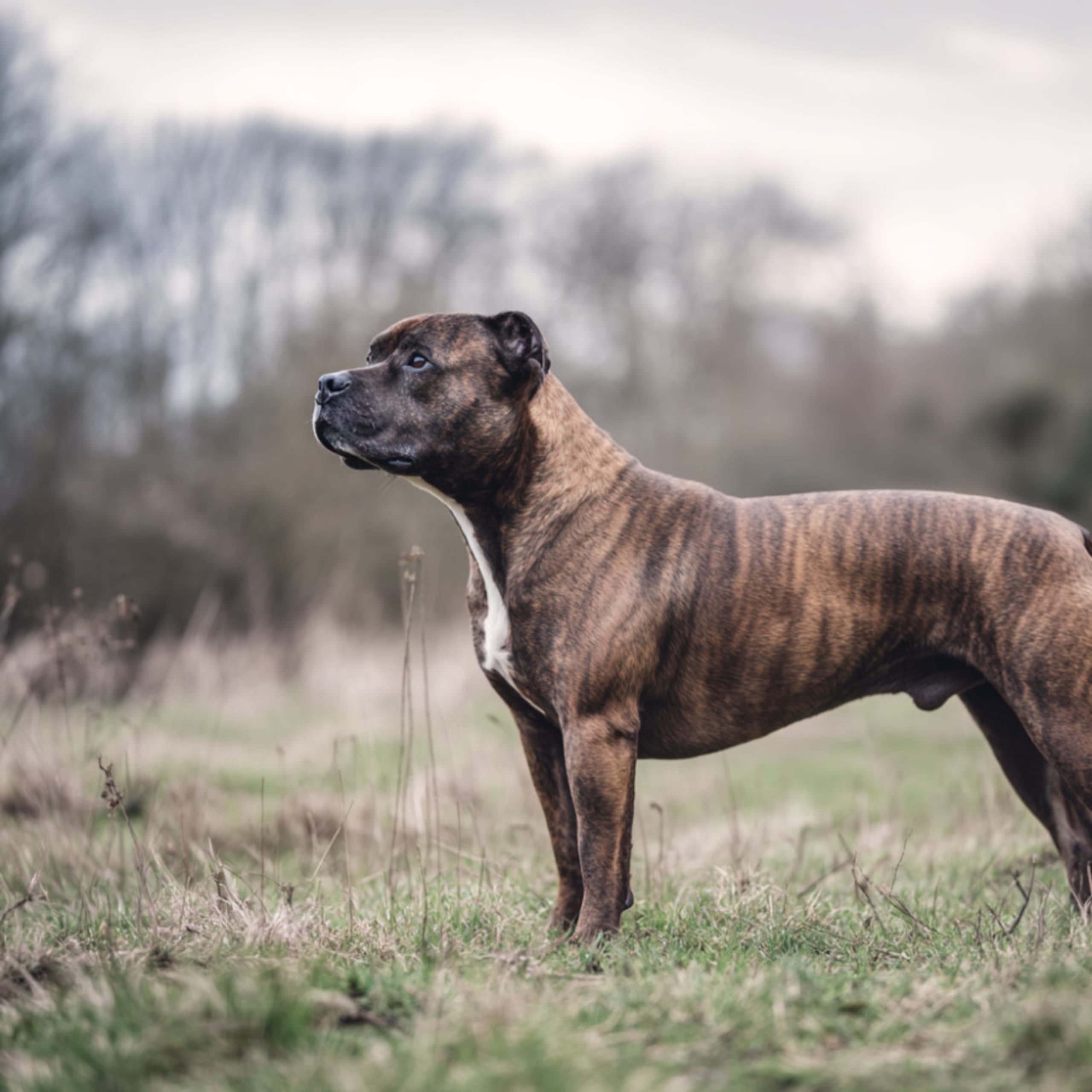 Staffordshire bullterrier