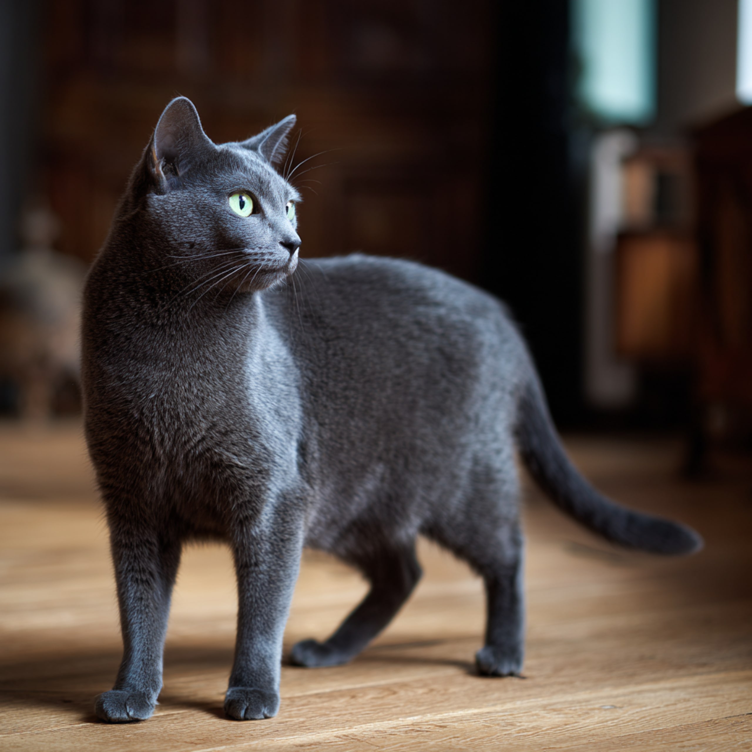 Russian Blue