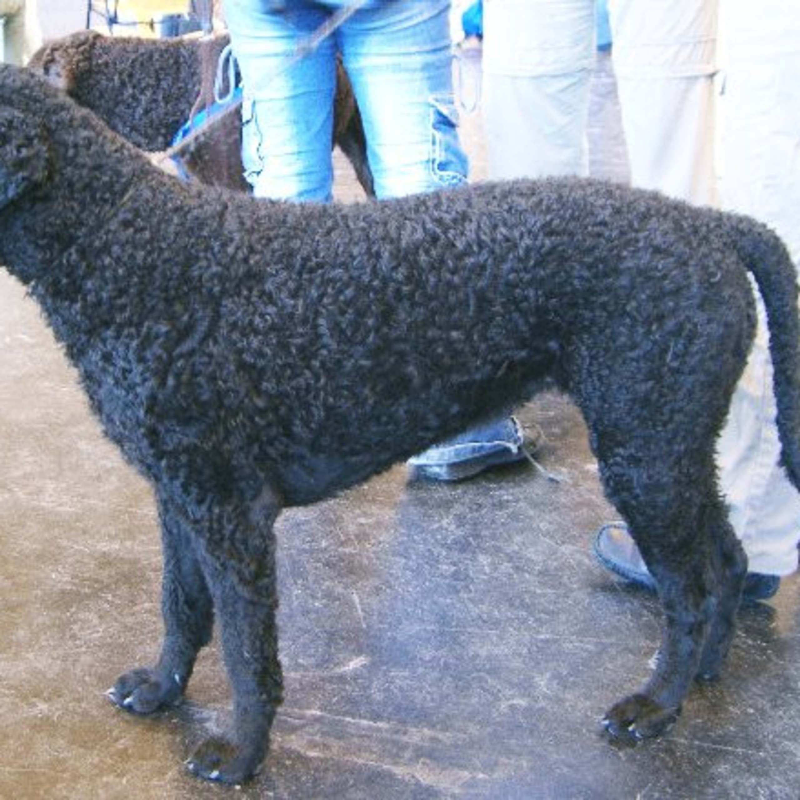 Curly coated retriever