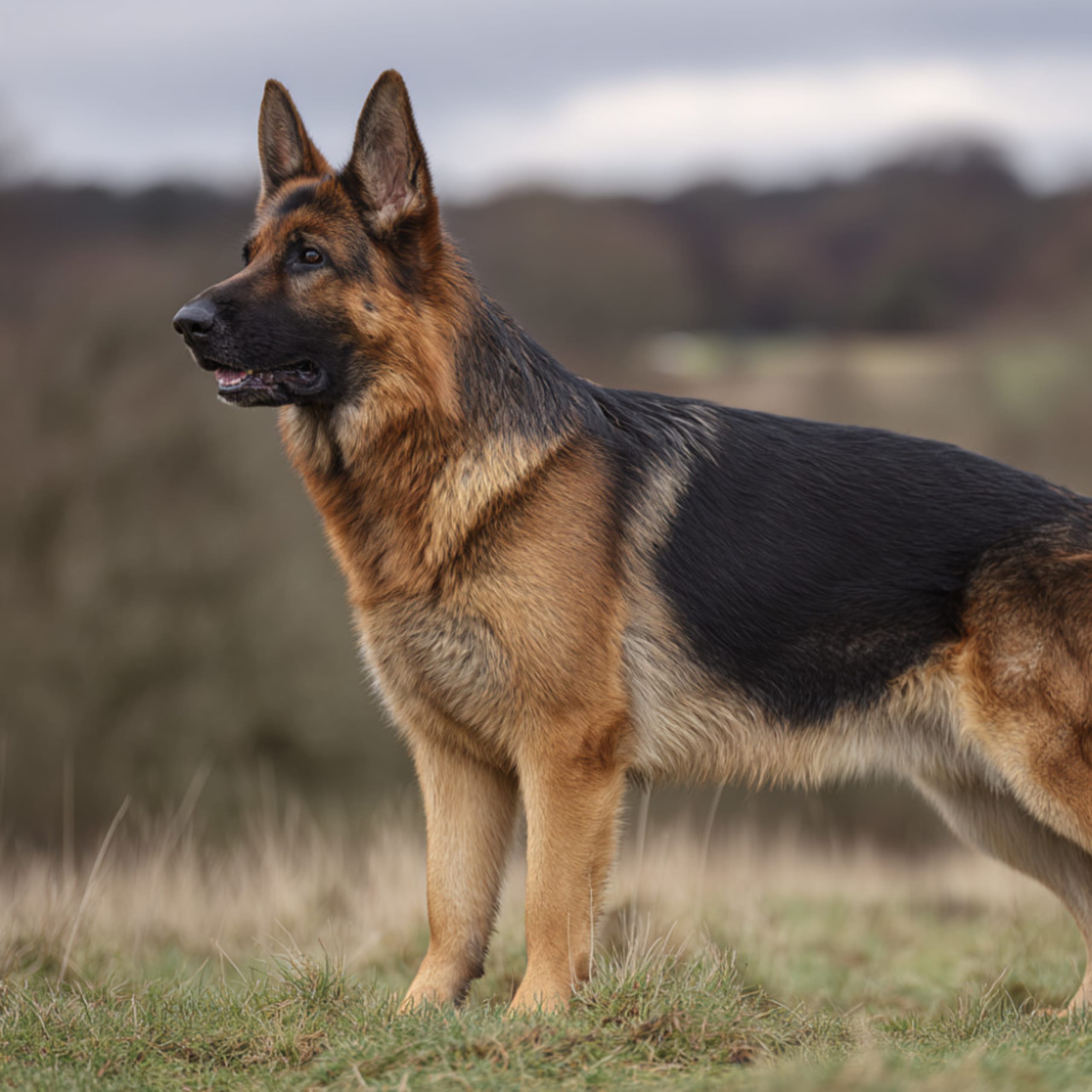 Tysk Schäferhund