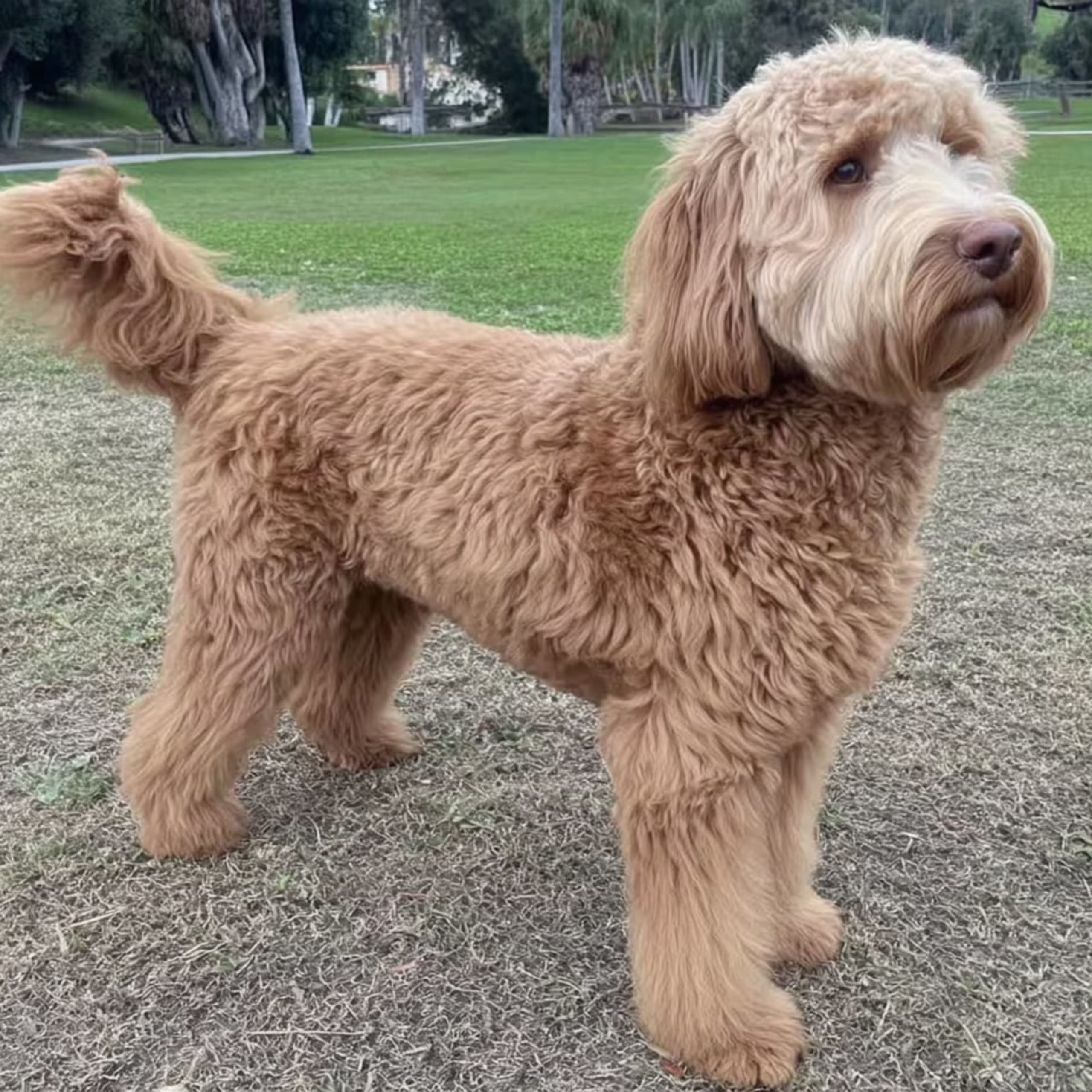 Australian cobberdog