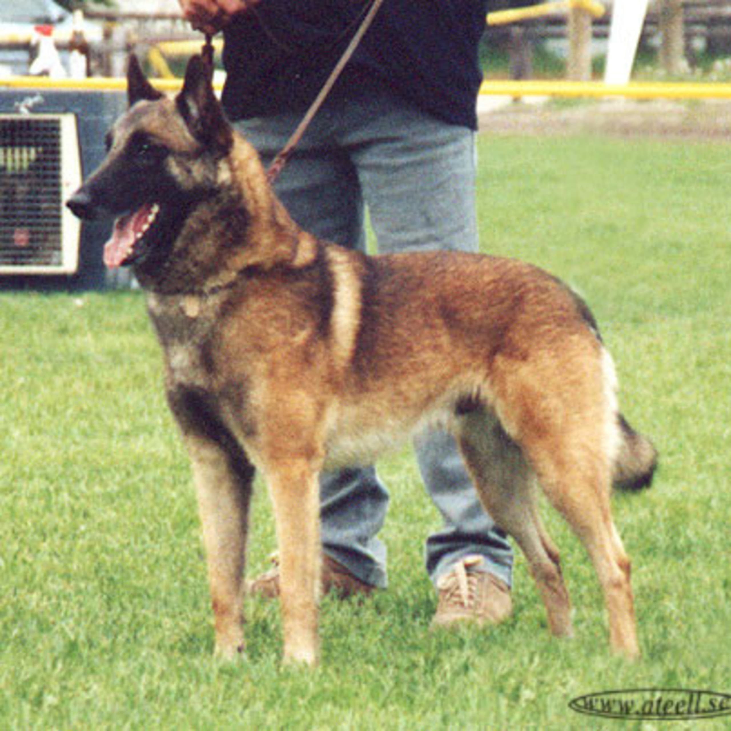 Belgisk vallhund – malinois