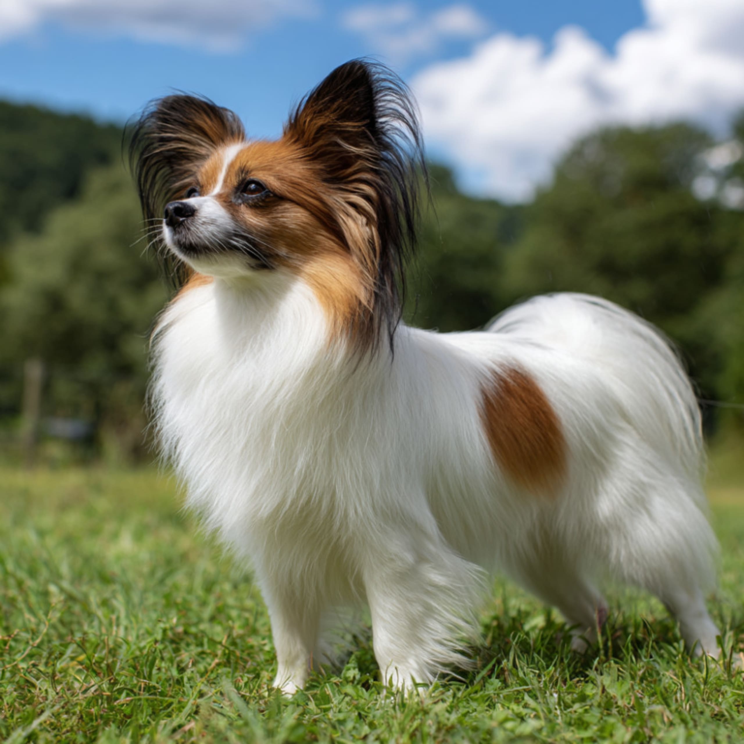 Papillon