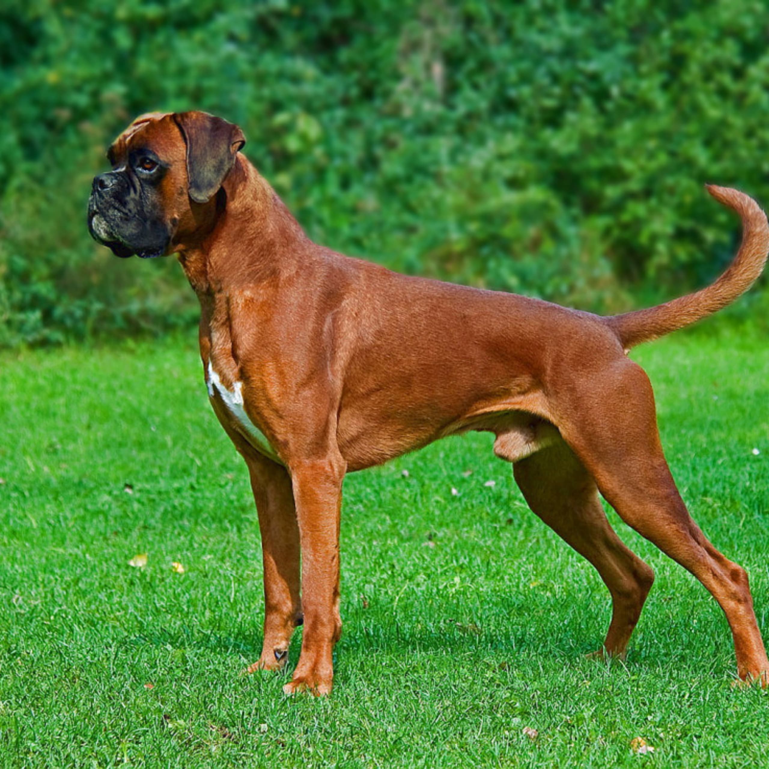 Boxer