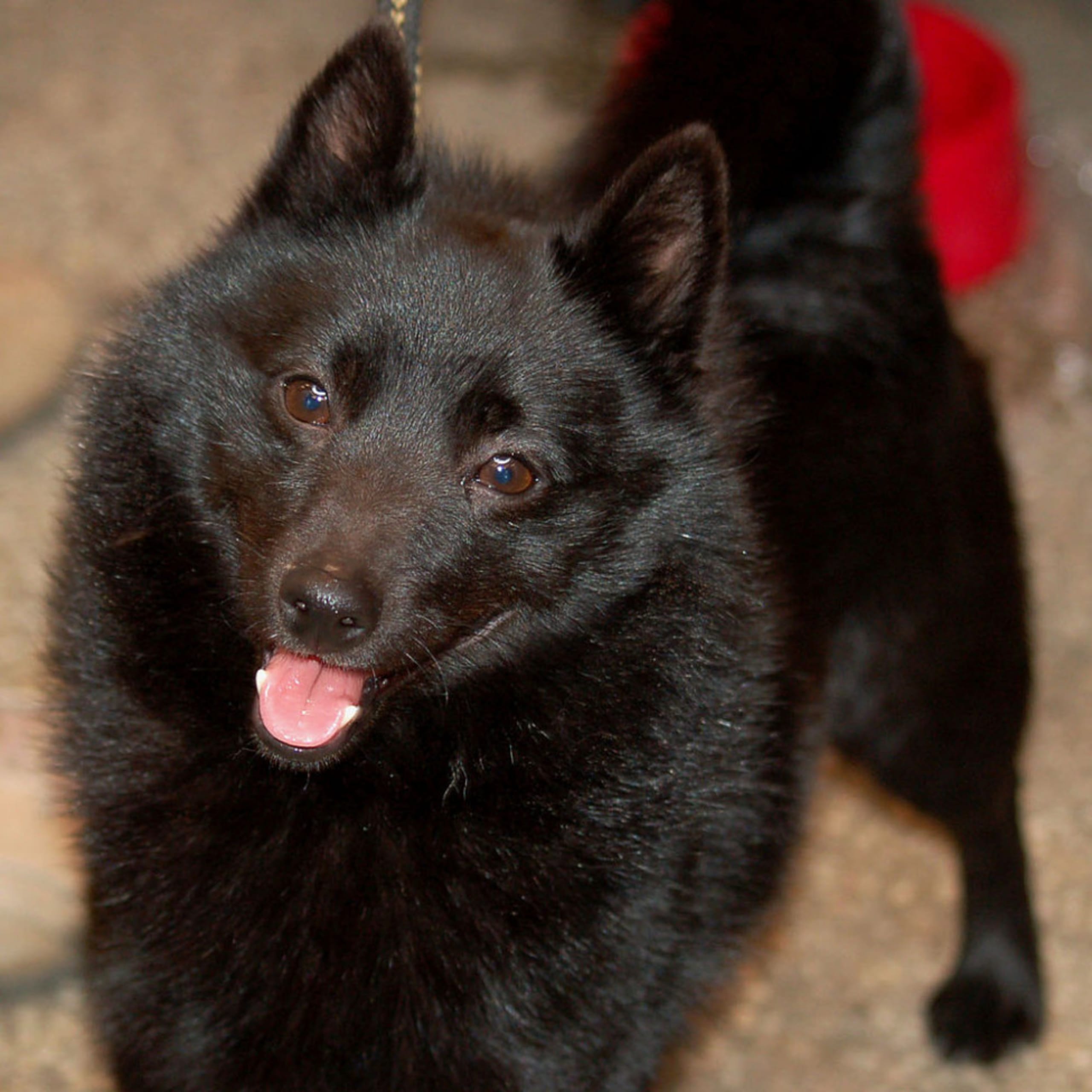 Schipperke