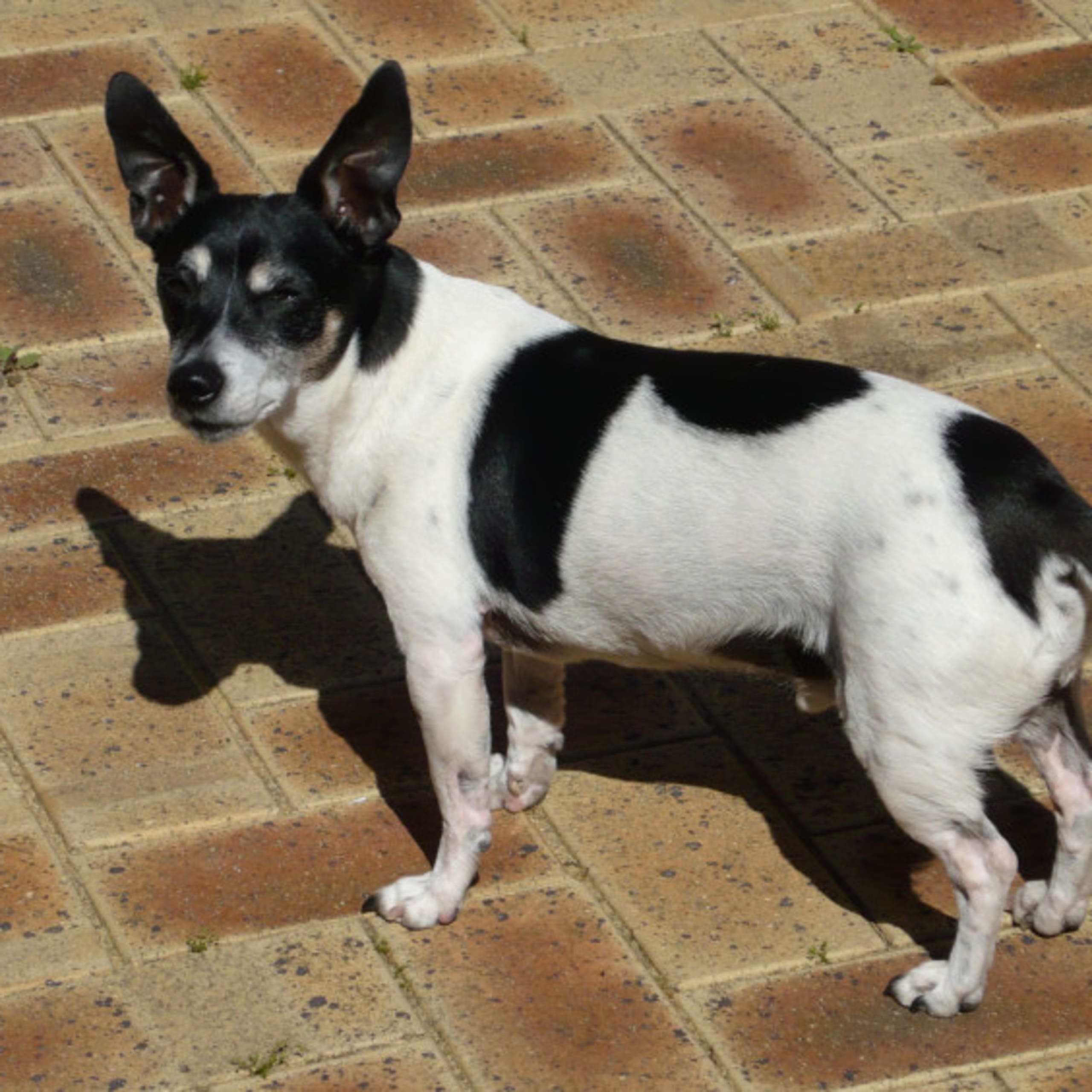 Tenterfield terrier