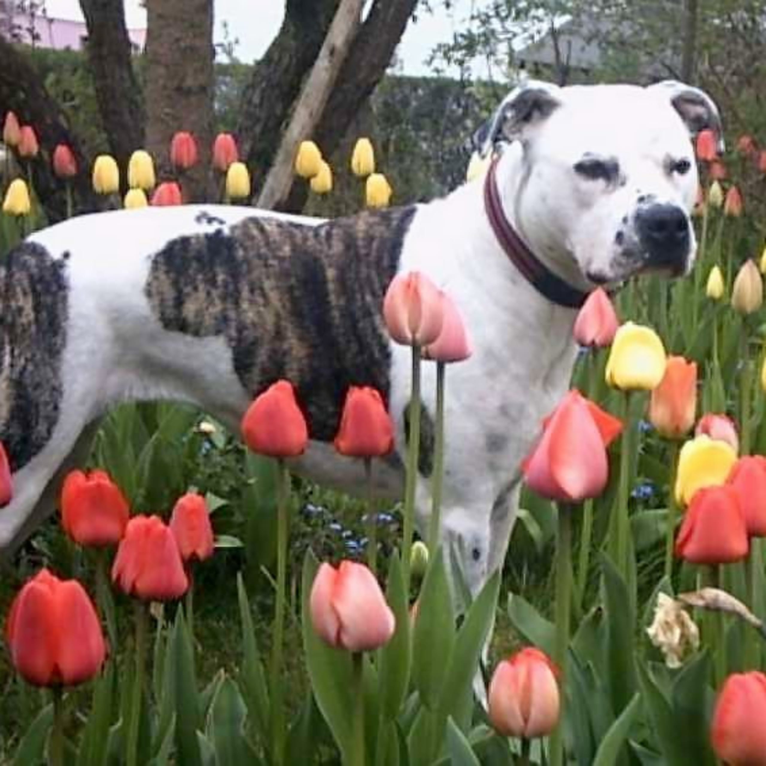 American staffordshire terrier
