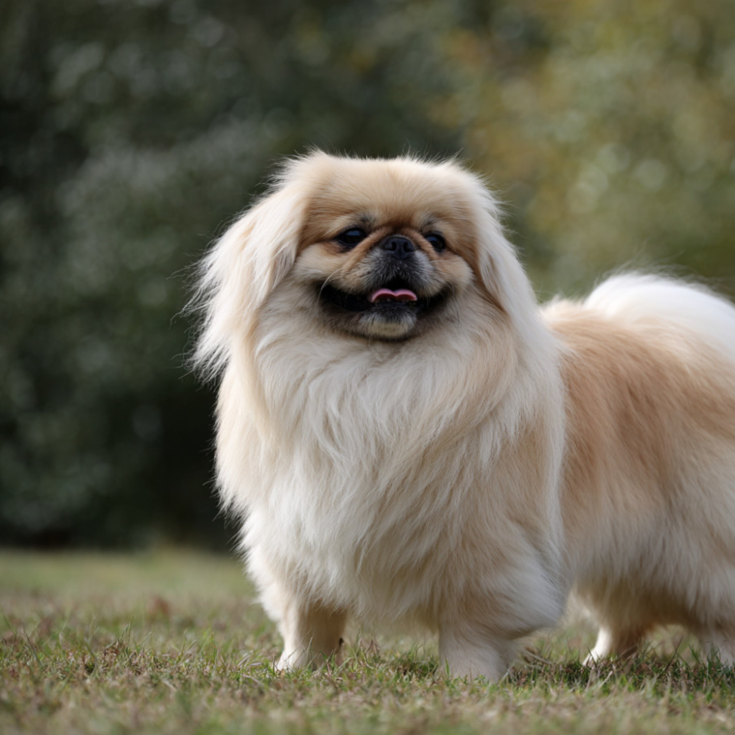 Pekingese