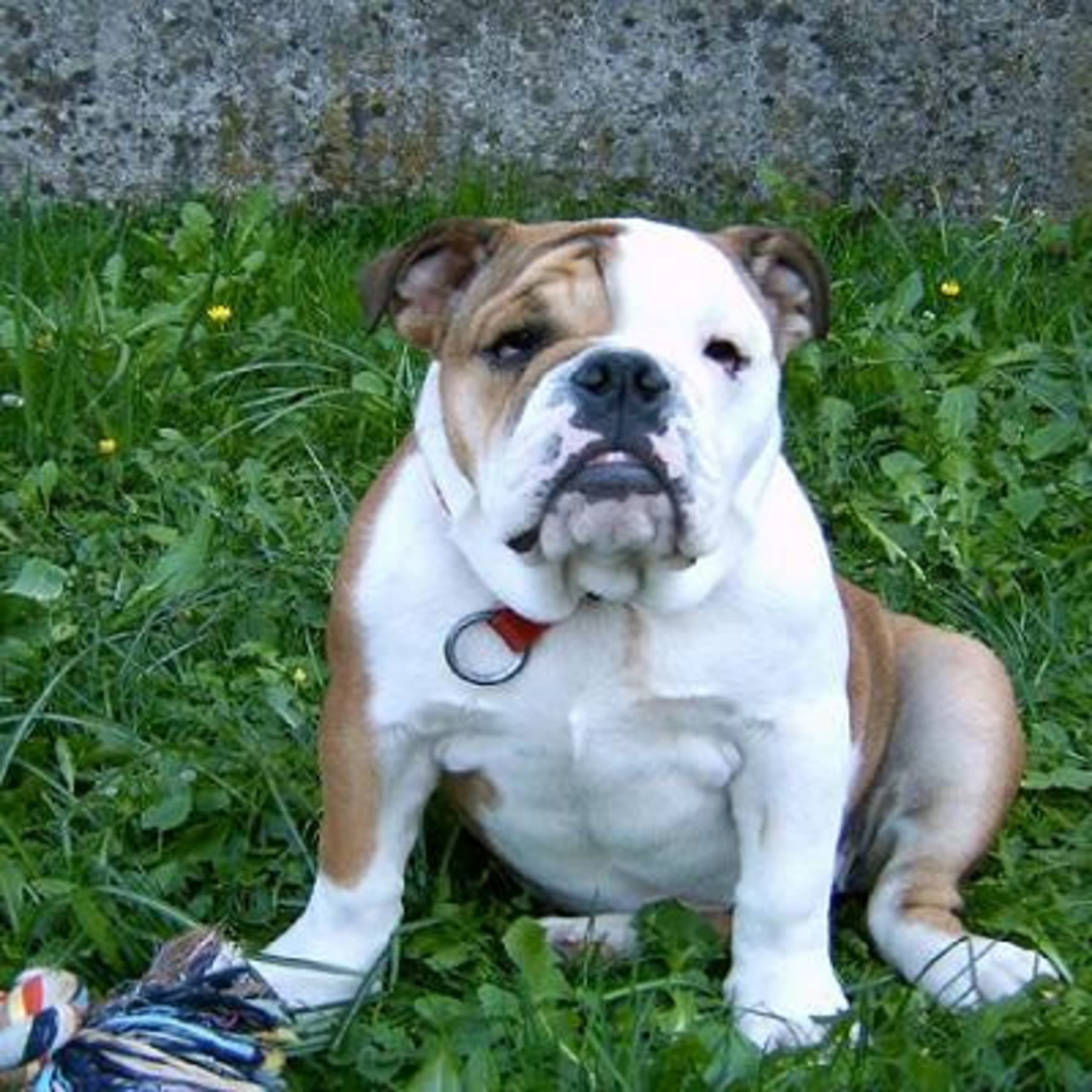 Engelsk bulldogg