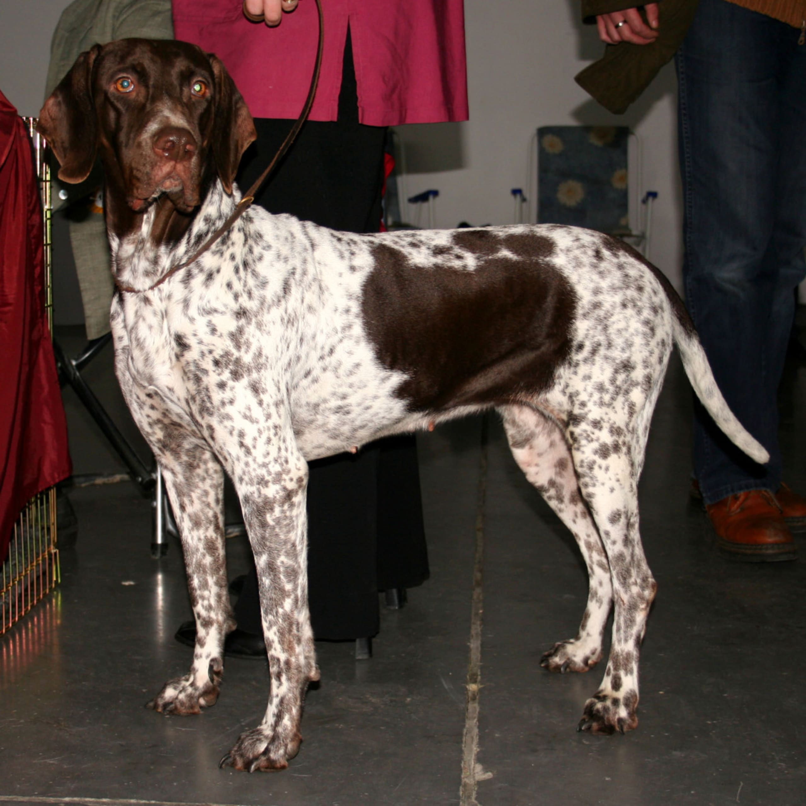 Gammal dansk hönsehund