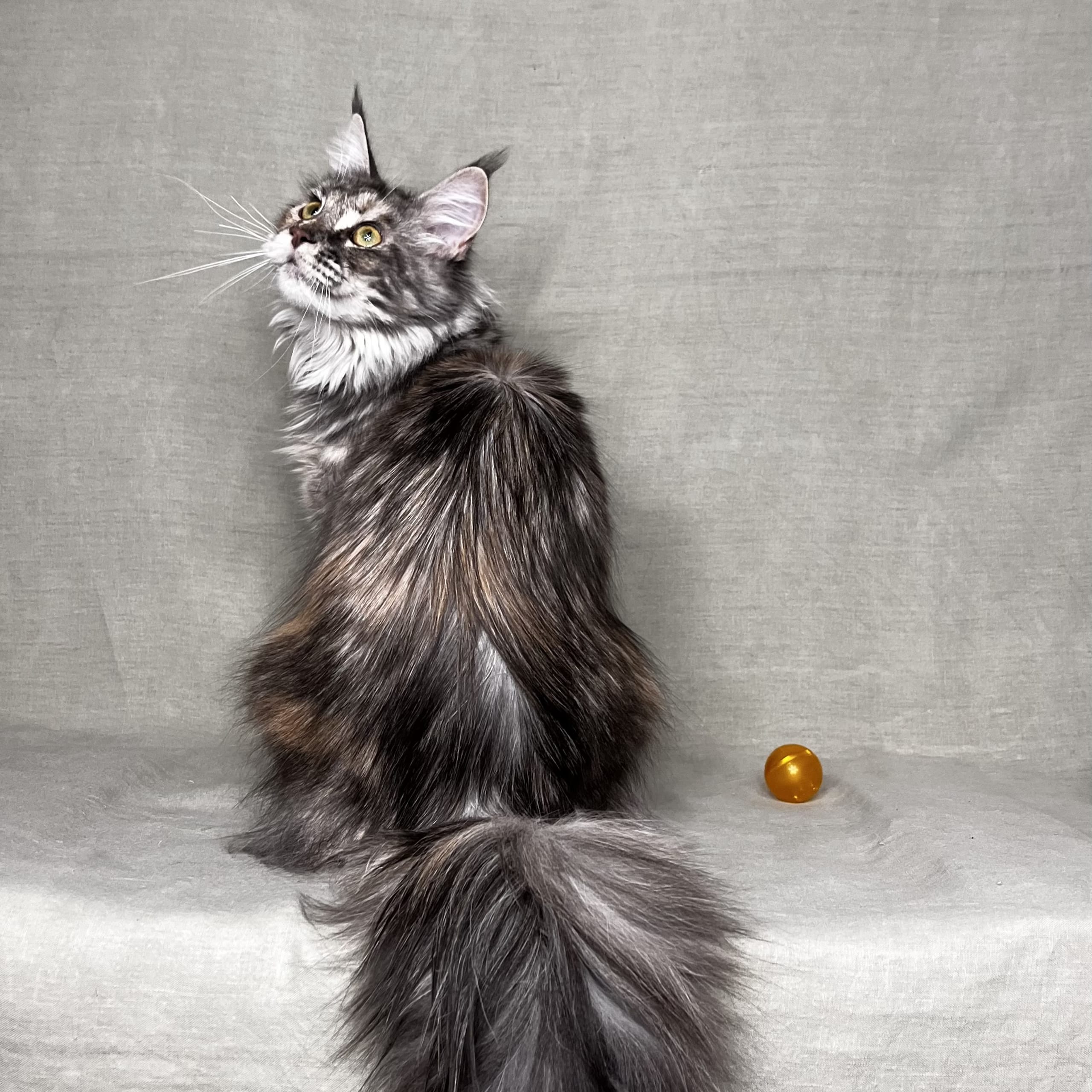 SE*Lilla Kattmakeriet