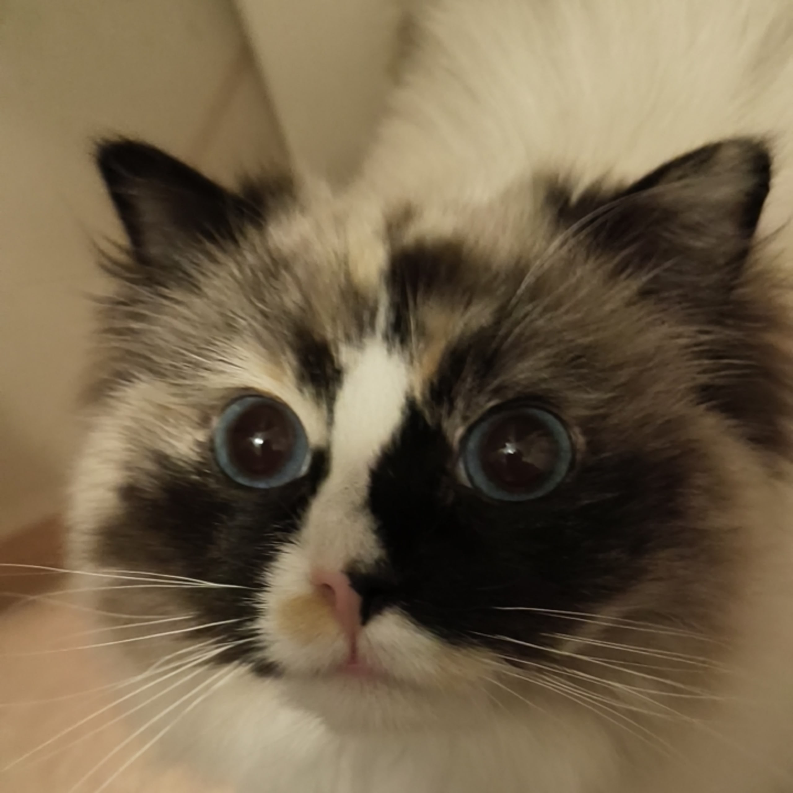 Anglakatt