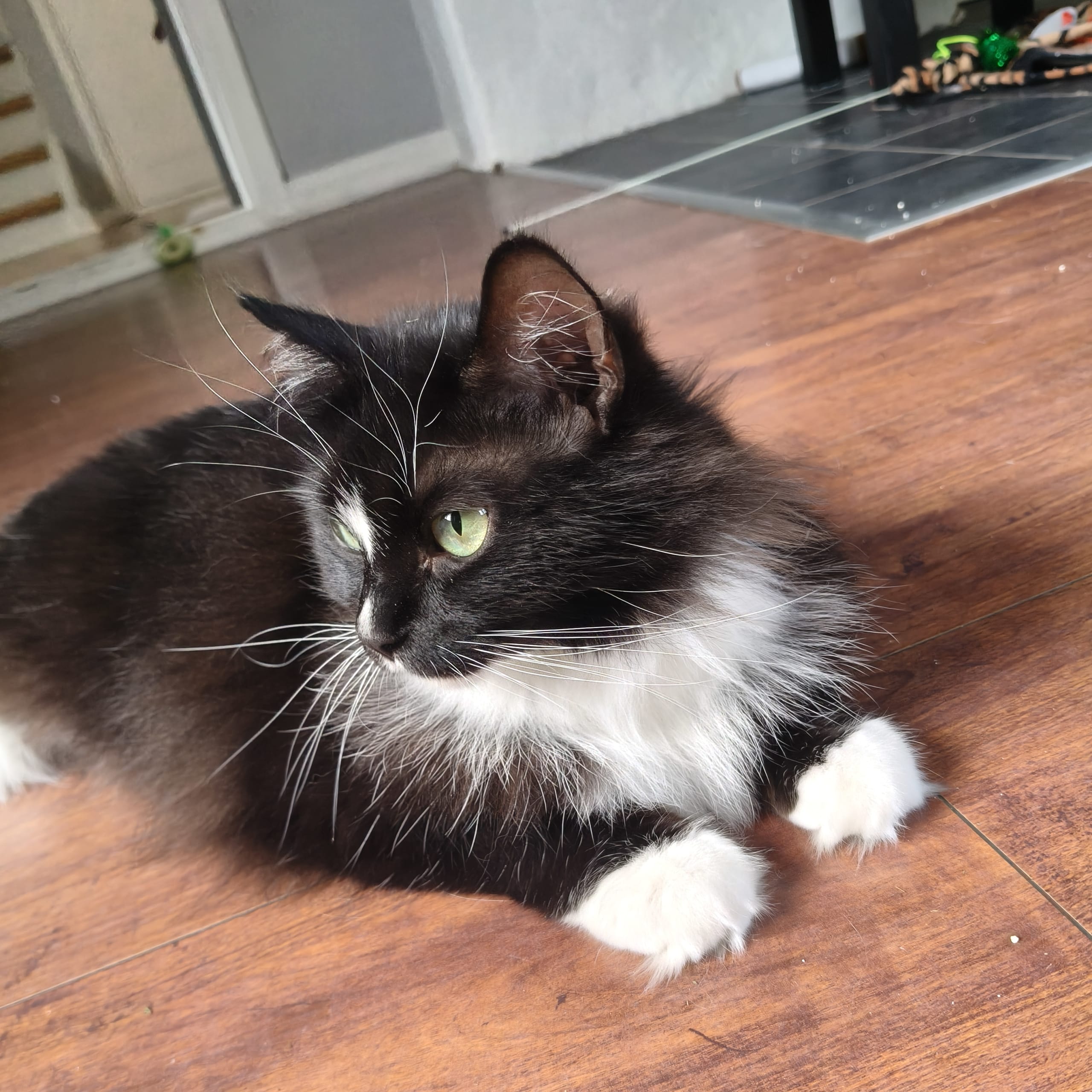 Anglakatt