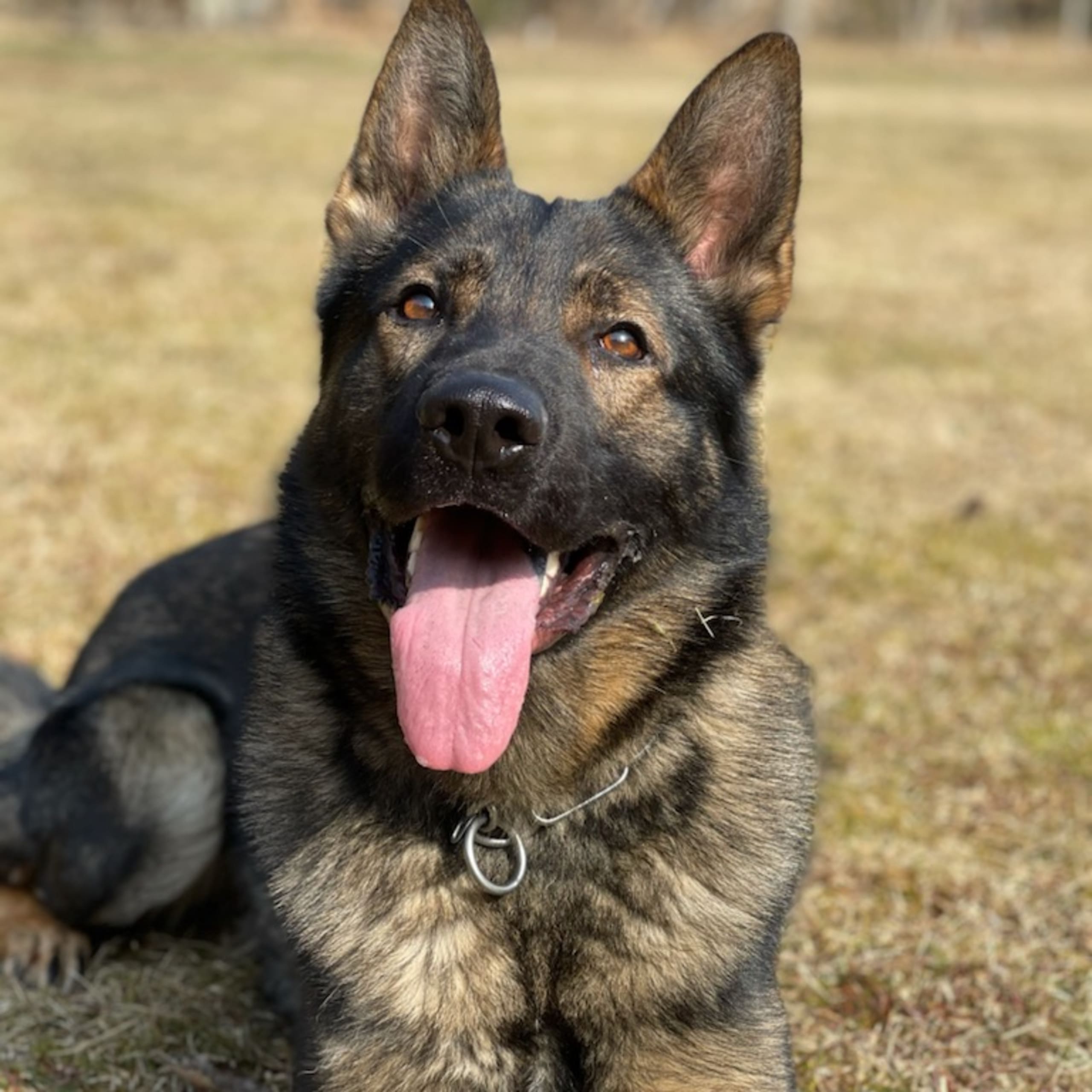 Kennel Snibor Anzi
