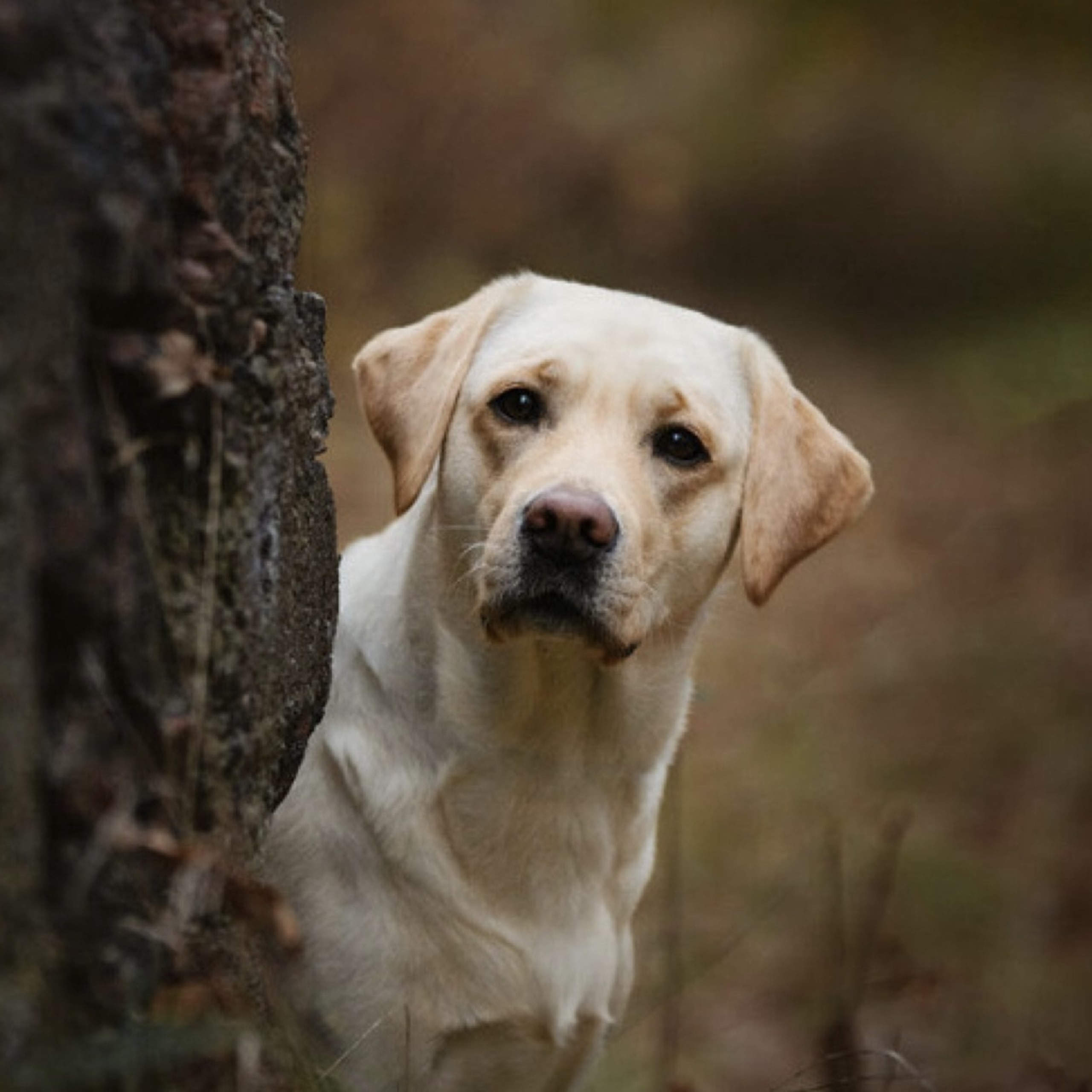 Blankgölens kennel