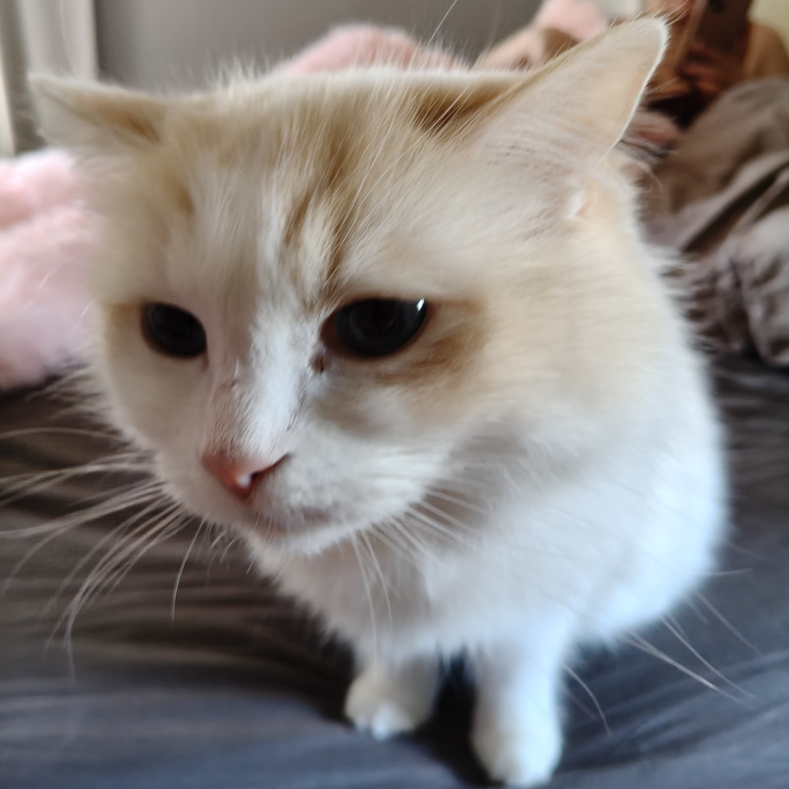 Anglakatt