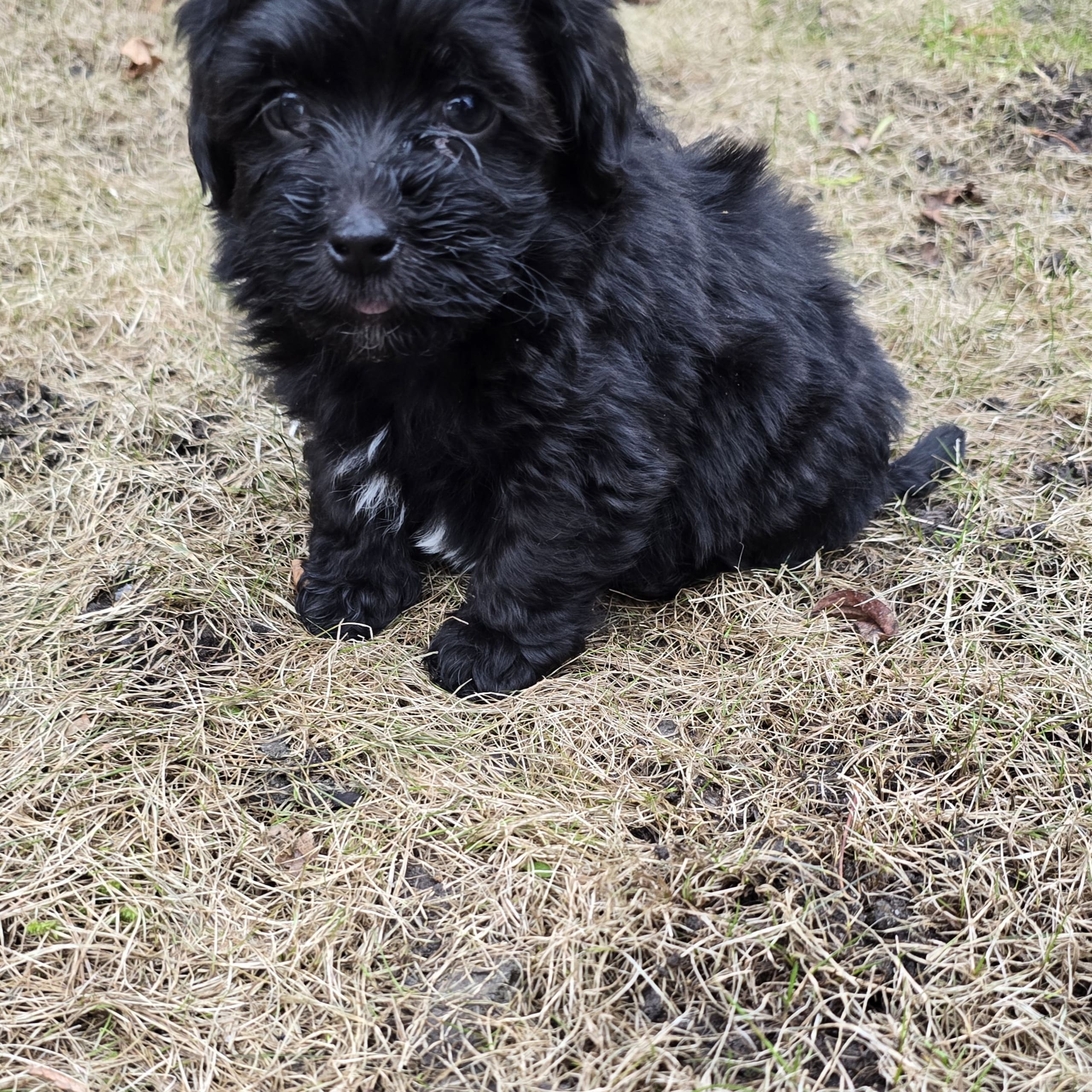Havanese