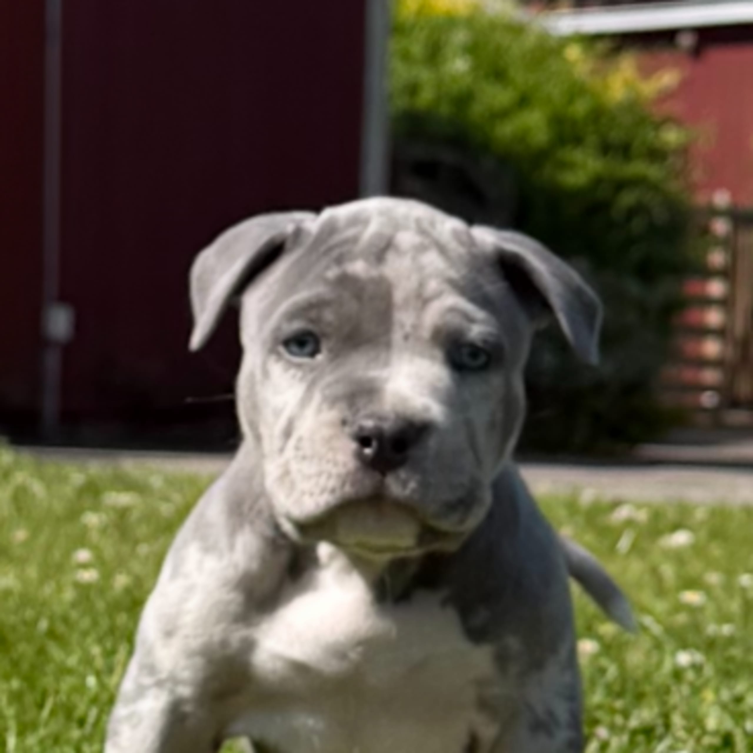 American bully