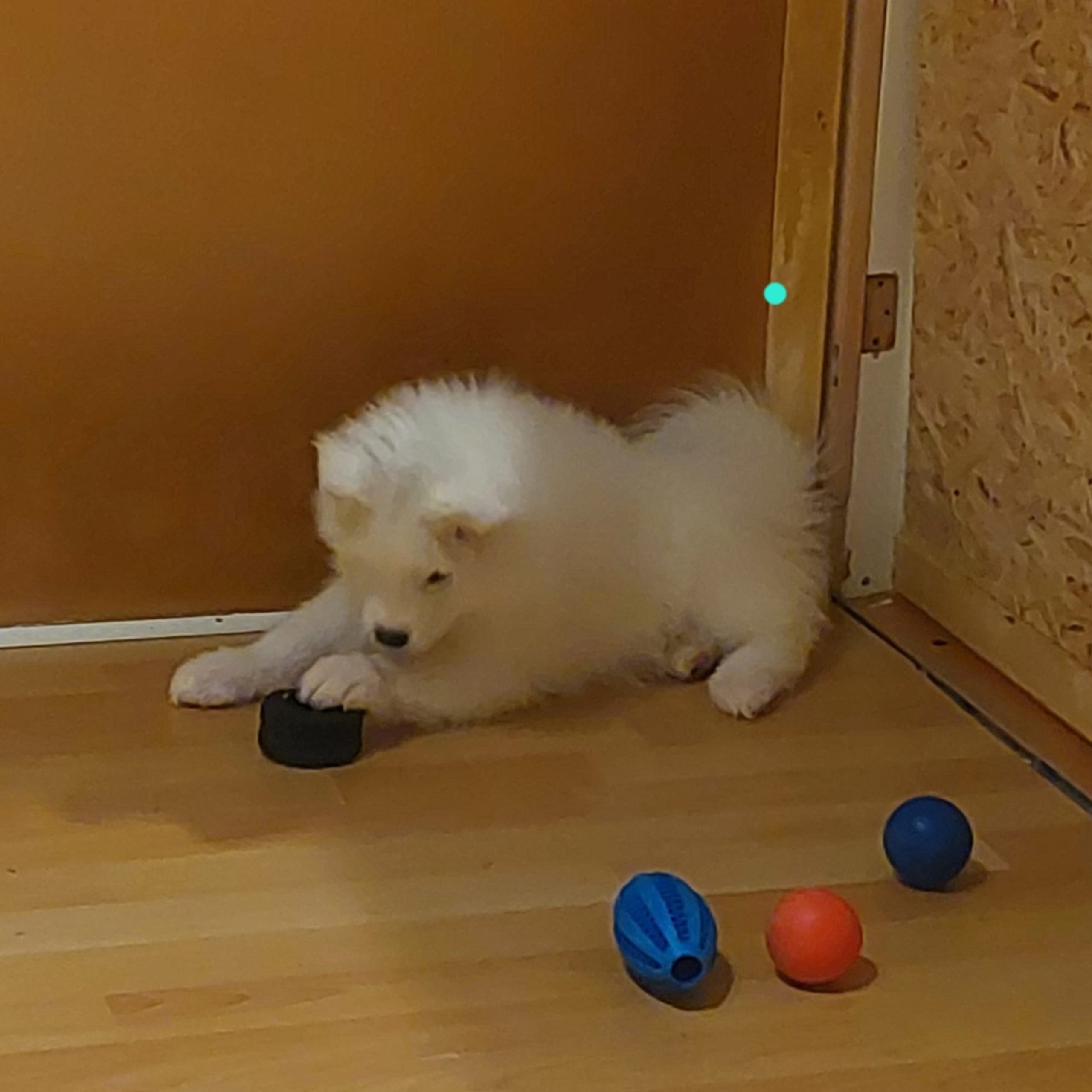 Polarbjörnen's kennel