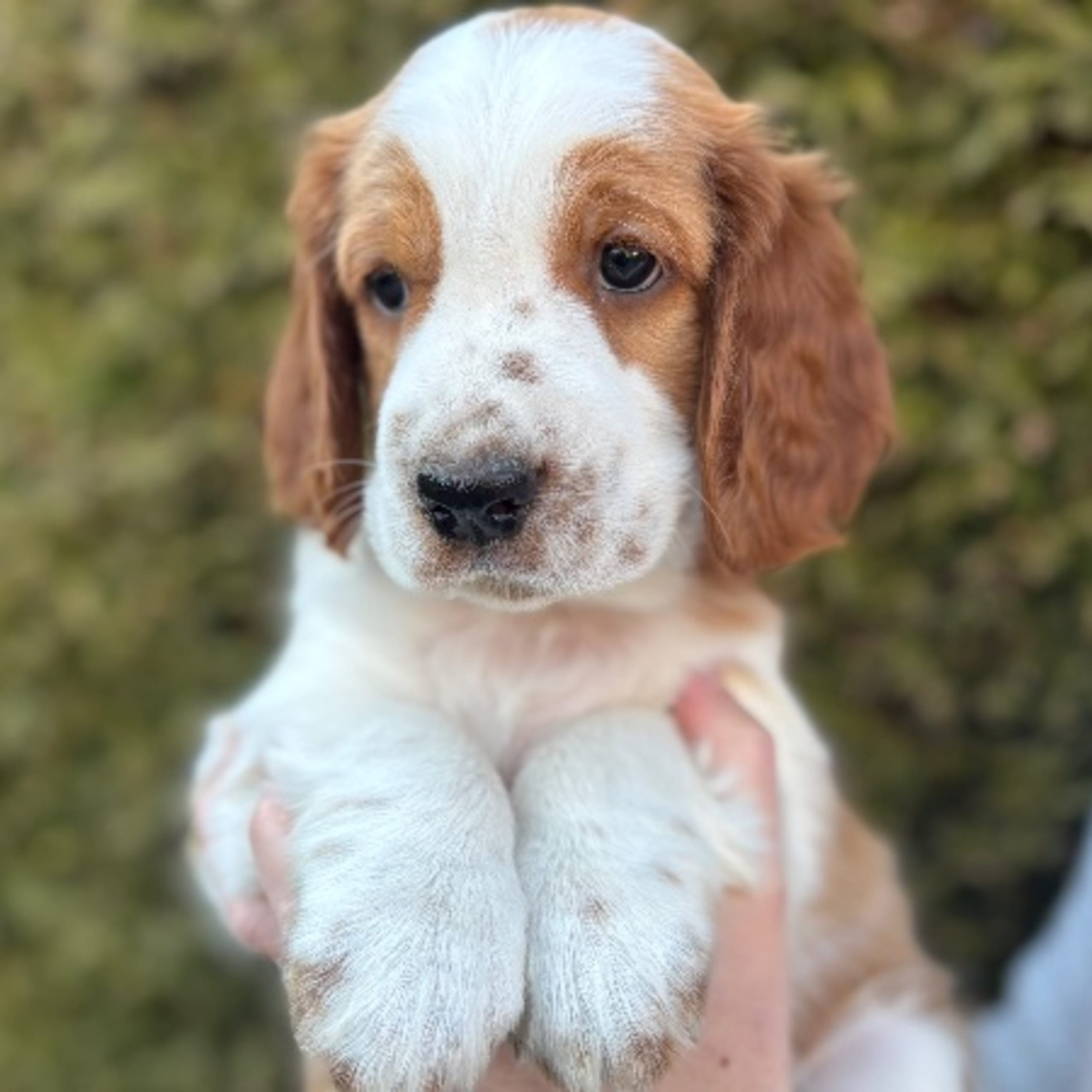 Welsh Springer Spaniel