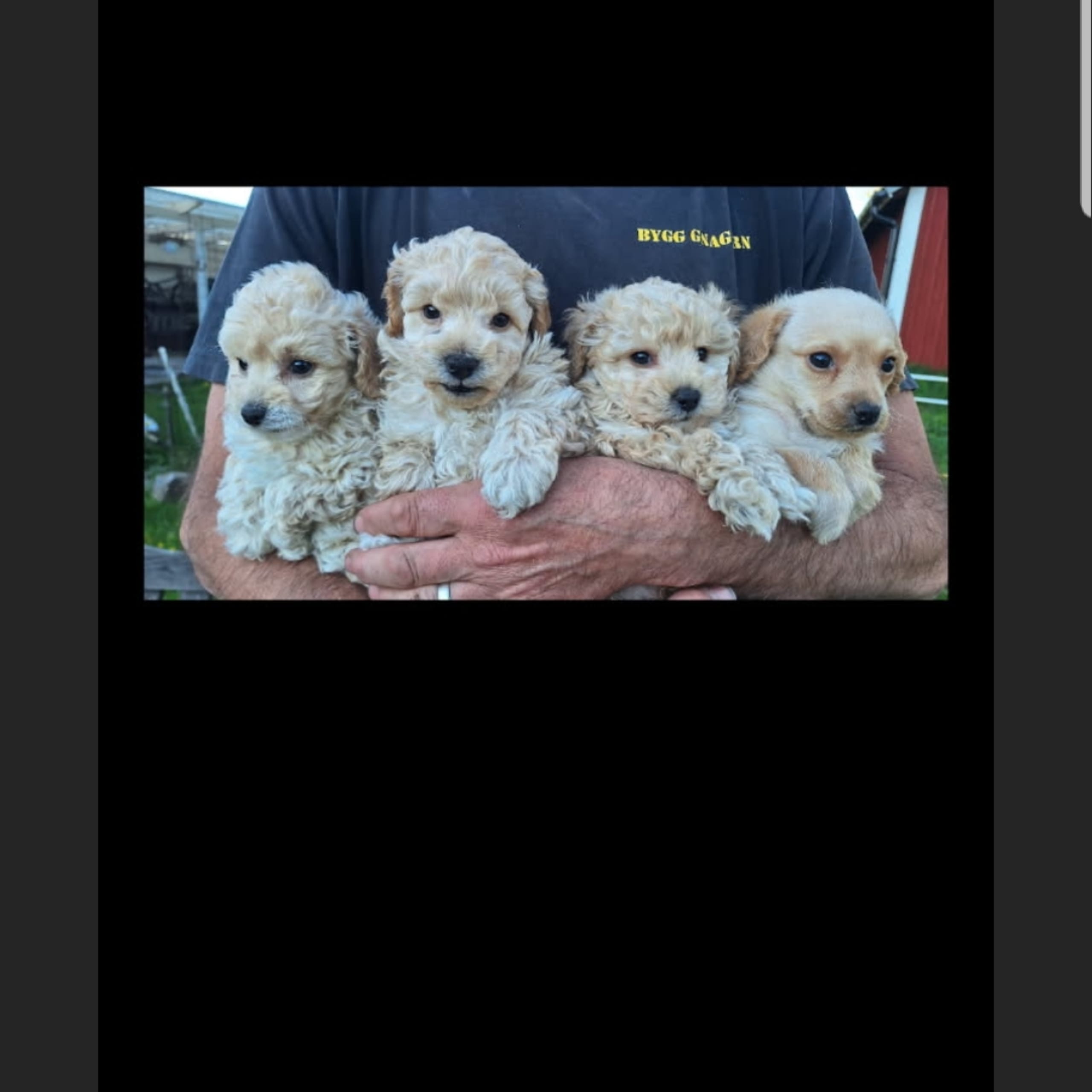 Maltipoo