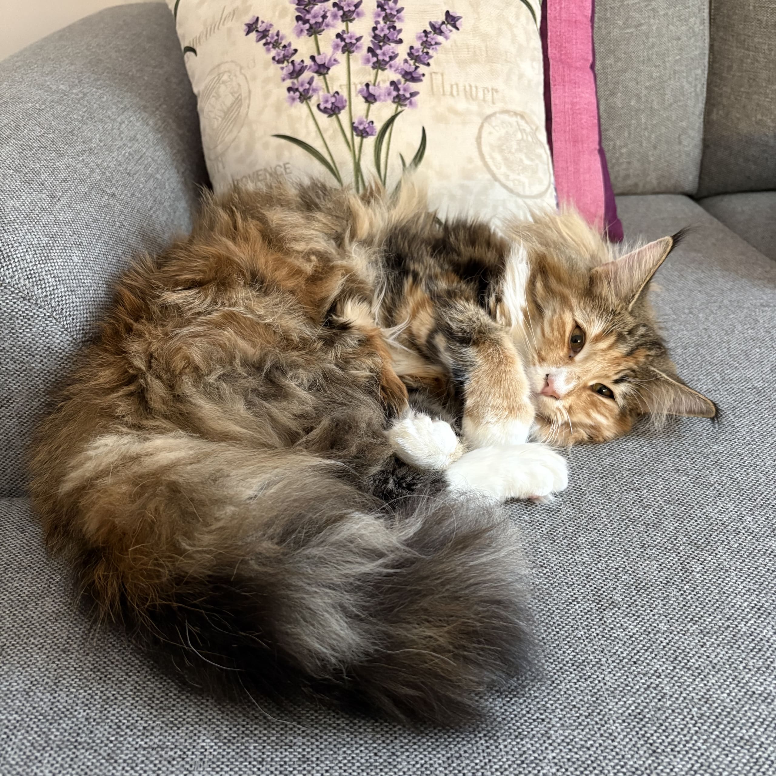 Norsk skogkatt
