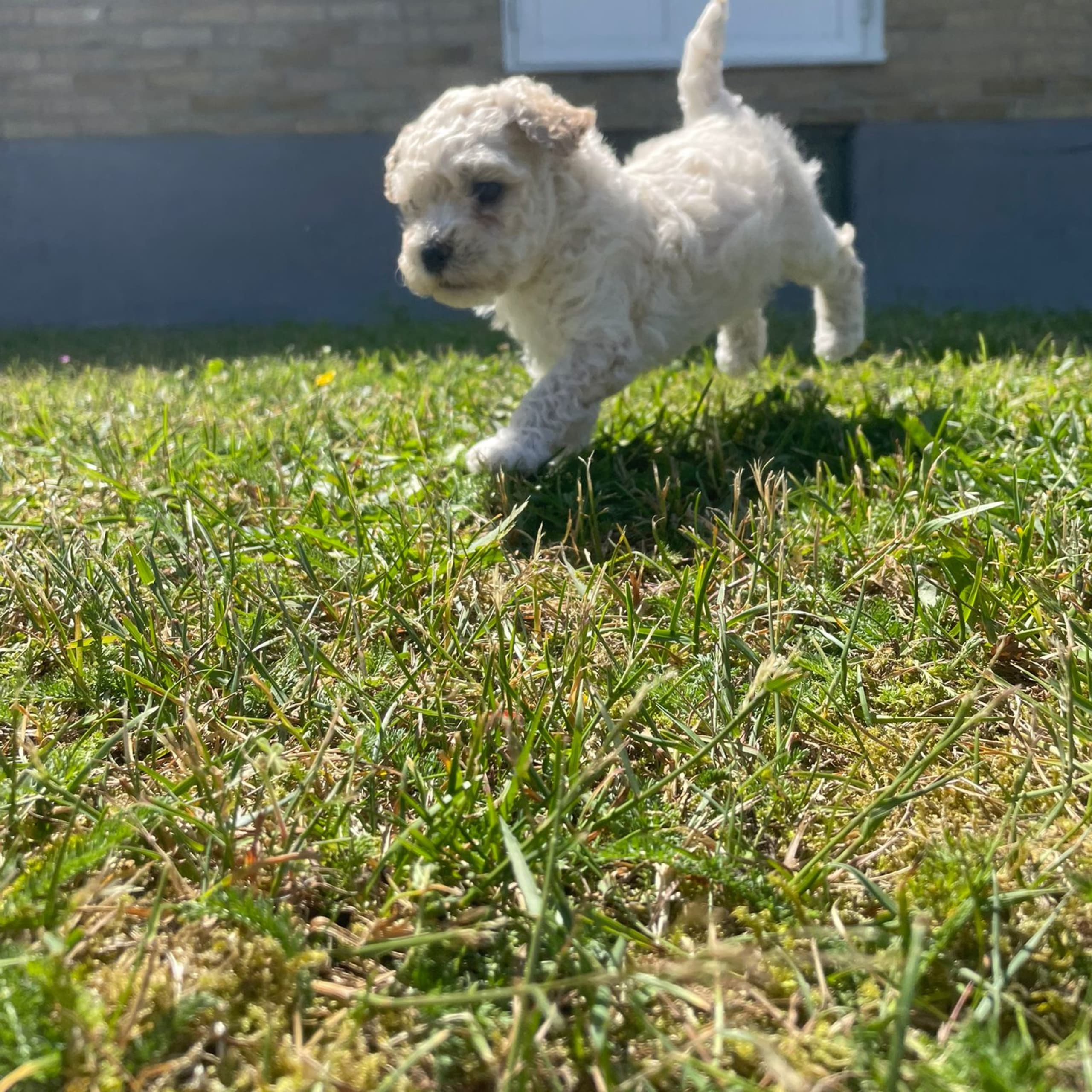 Maltipoo