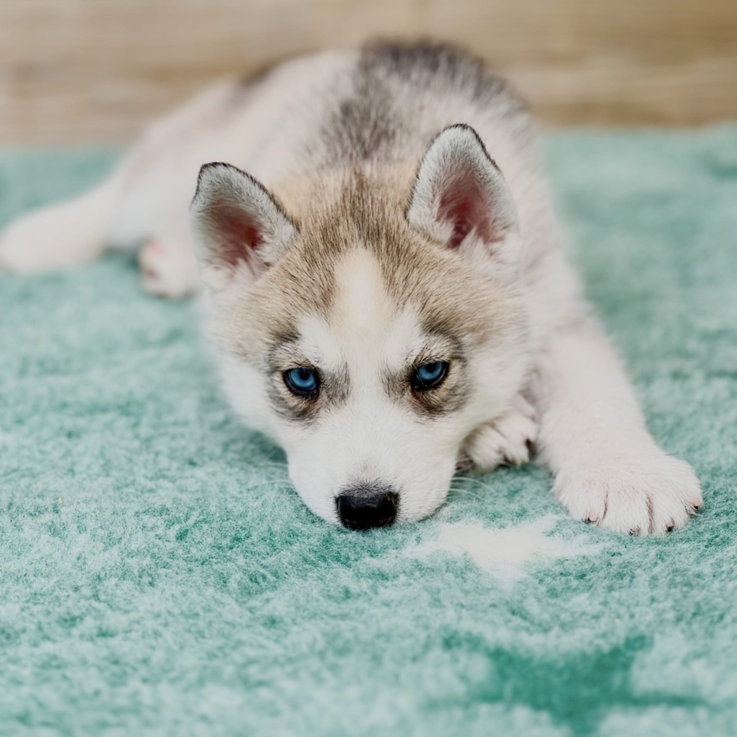 Siberian husky