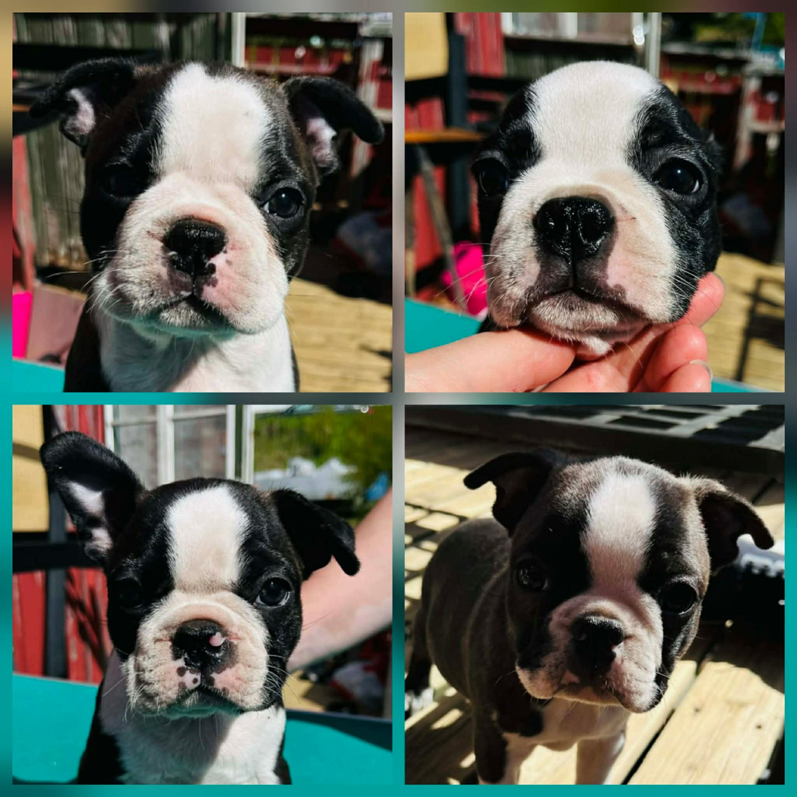 Bostonterrier