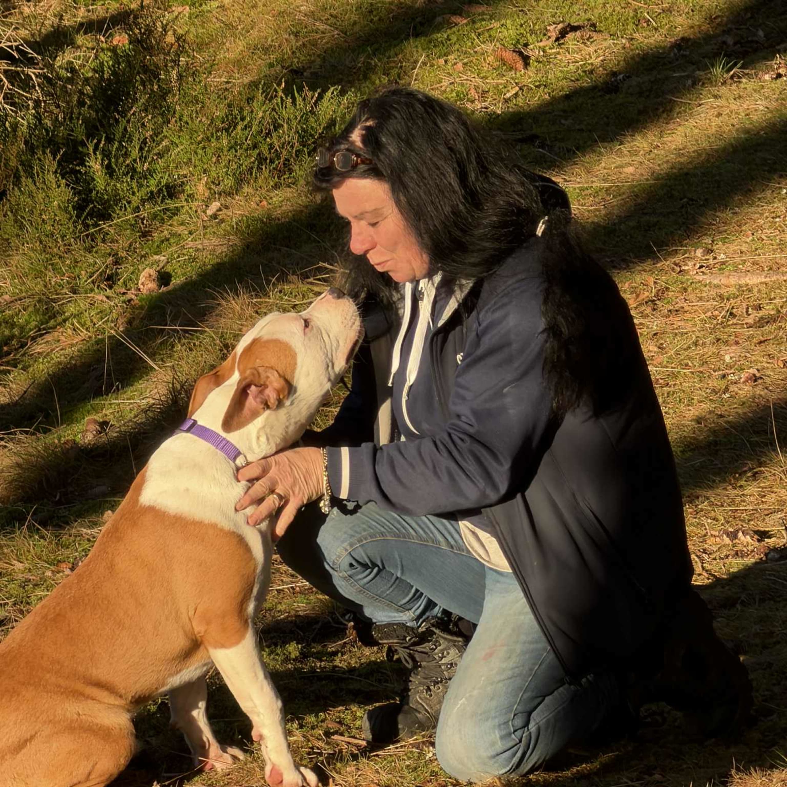 American staffordshire terrier