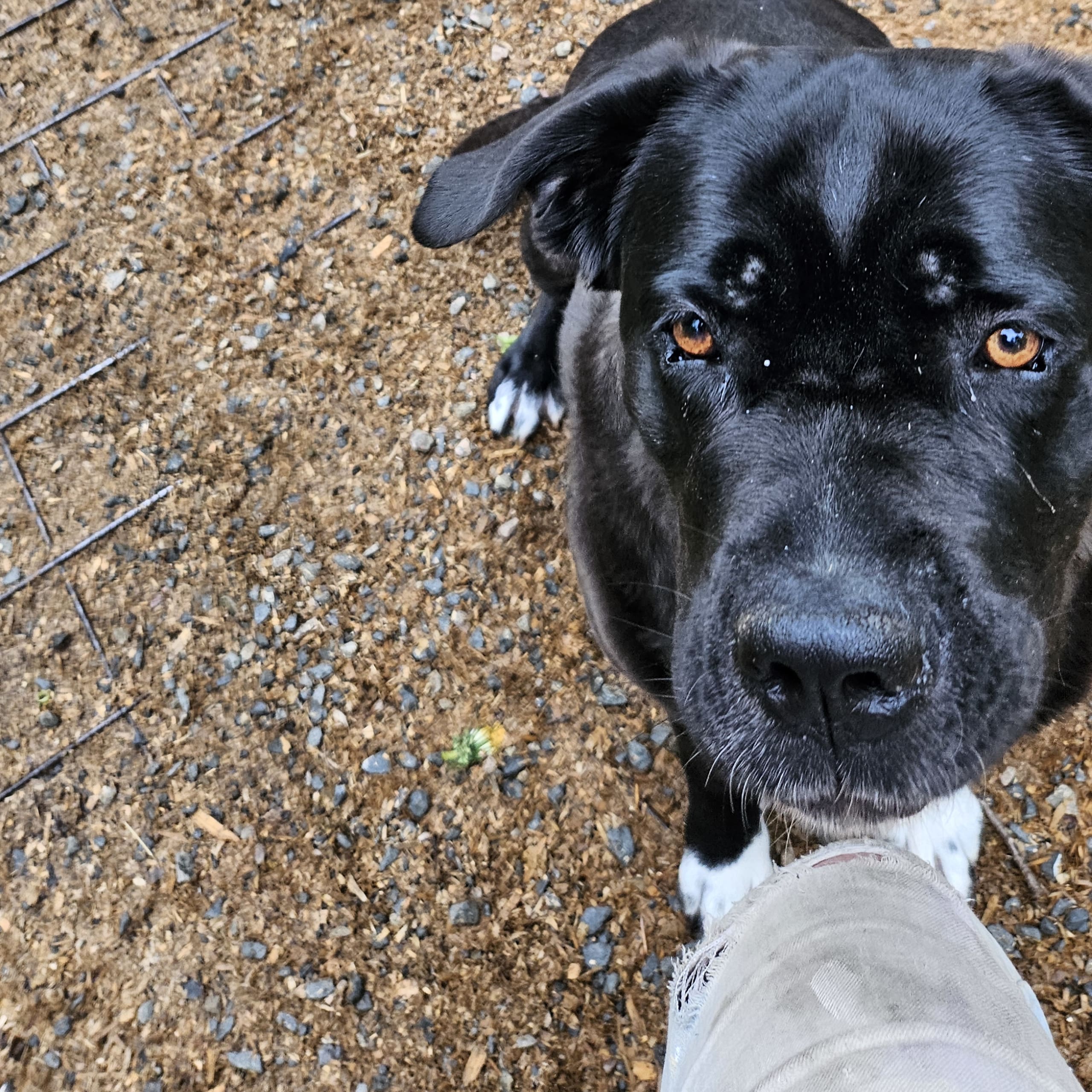 Cane corso