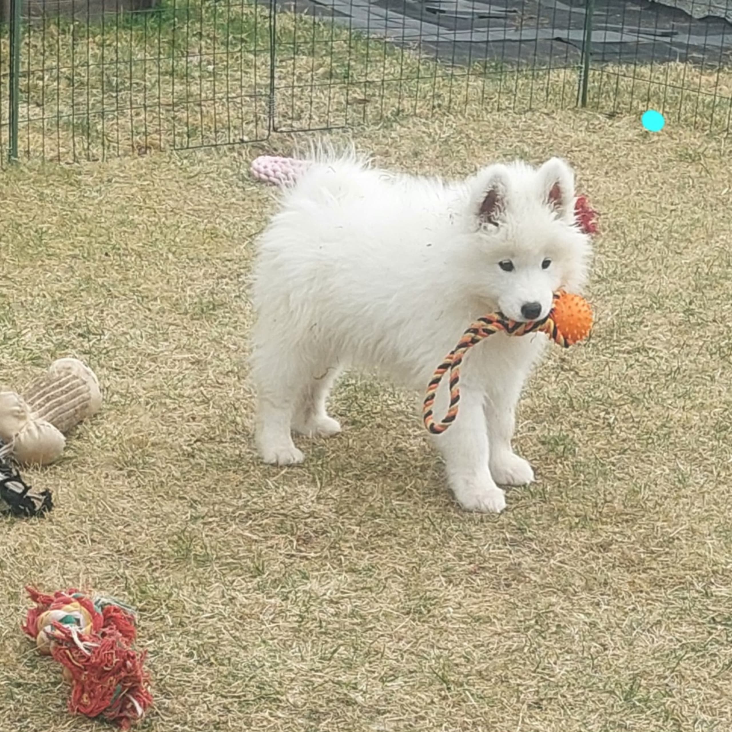 Samojedhund